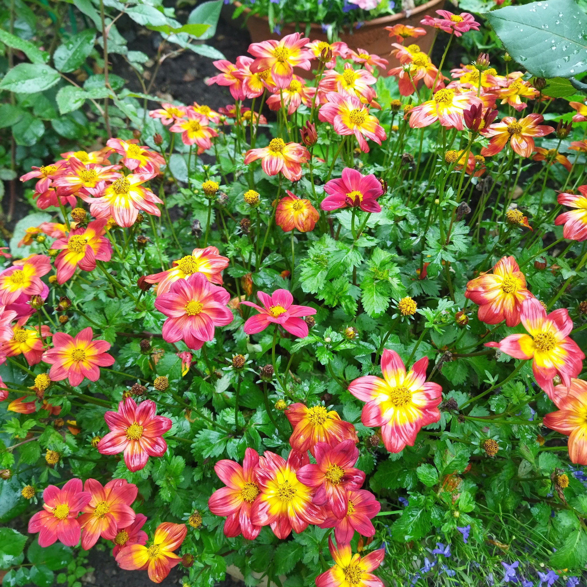 The image is a close-up, eye-level shot of a cluster of vibrant flowers, predominantly in shades of pink, red, and yellow. The flowers are in full bloom, with many petals unfurling outwards from a central yellow stamen. Some of the petals have streaks of contrasting colors, creating a dynamic visual effect. The foliage is lush and green, with some leaves appearing wet, suggesting recent rain or dew. Small, unopened flower buds are also visible among the mature blooms. The background is blurred, hinting at a garden setting with darker soil and some distant greenery. There are no people or animals in the image. The scene appears to be an outdoor garden, likely in a temperate climate given the type of flowers and foliage. The image does not provide any specific information that would allow for its location to be identified as Polatsk, Belarus.