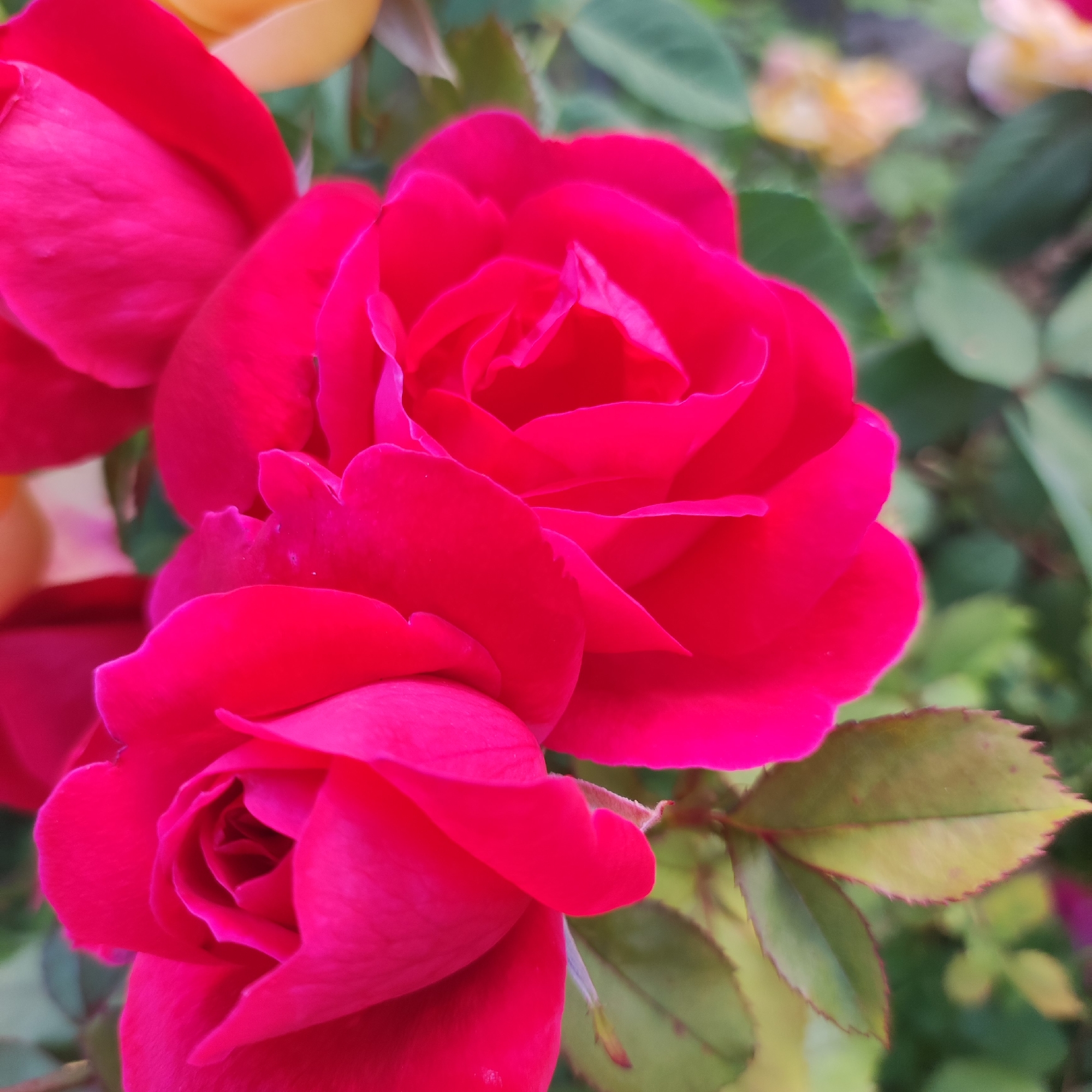 A close-up, shallow depth-of-field photograph showcases two vibrant pink roses in bloom. The rose in the foreground is slightly out of focus, with its petals forming a tight spiral. The rose behind it is sharper, revealing a fuller bloom with ruffled petals. The leaves of the rose bush are a deep green, with some showing hints of yellow and red along their serrated edges. In the background, out-of-focus elements suggest other flowers, possibly yellow ones, and more greenery. The lighting appears to be natural, likely daylight, creating soft shadows and highlighting the rich color of the roses. There is no visible text in the image. The overall impression is one of natural beauty and the delicate details of blooming flowers.