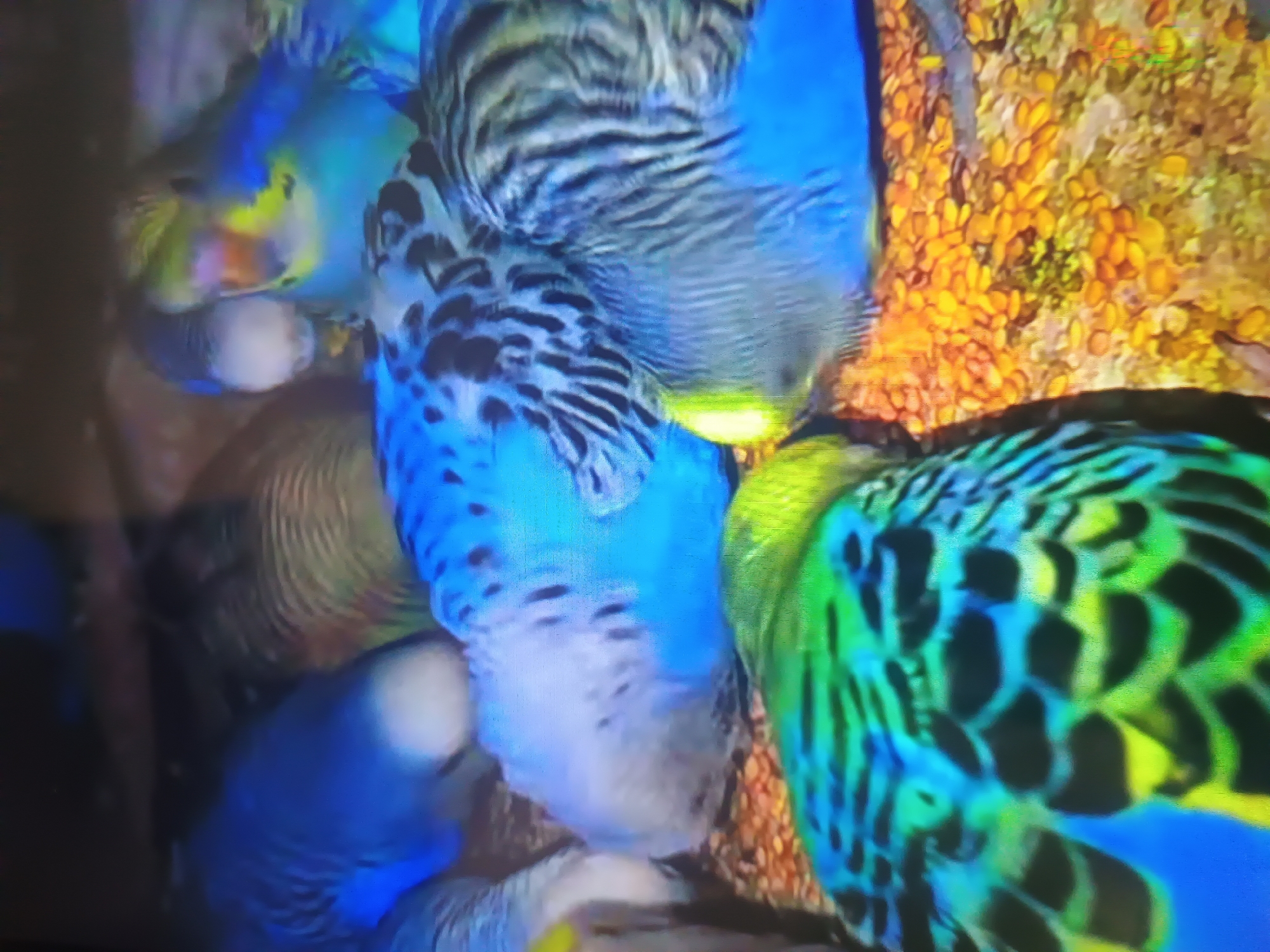 This image, captured in Kroměříž, Czechia, depicts a dense cluster of approximately eight to ten parakeets (Melopsittacus undulatus) gathered on a surface covered with scattered orange-yellow granular material, consistent with birdseed. The birds display various color mutations, predominantly shades of blue (sky blue, cobalt blue, white-faced blue) and green, with distinctive black scalloped markings across their wings and backs. Some parakeets exhibit yellow plumage on their heads. Their collective posture suggests active feeding or resting near the food source. The background is dark and out of focus, indicating an enclosed environment such as an aviary or large cage. No human presence or other objects are discernible.