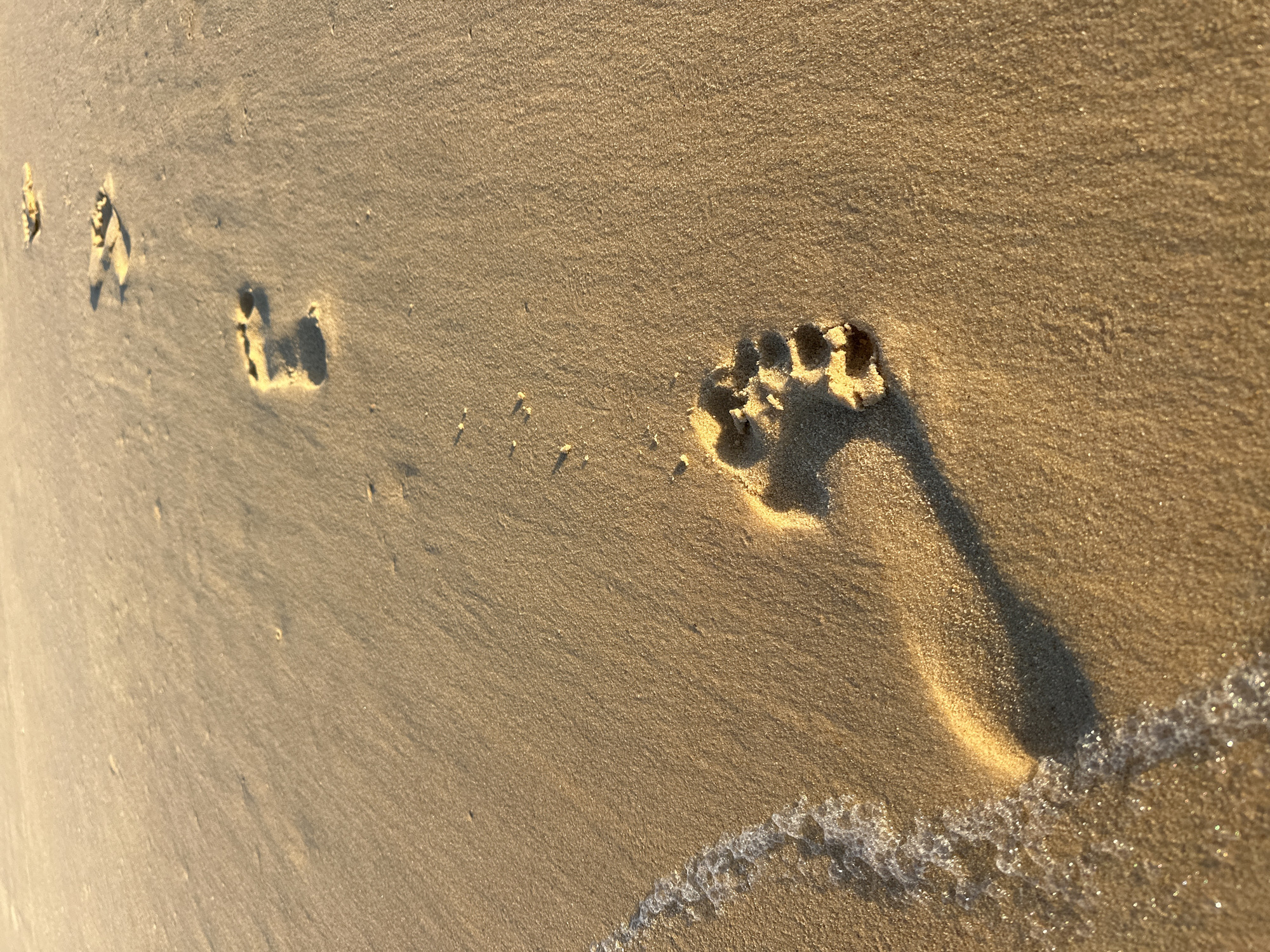 A series of footprints are visible in the wet sand on a beach, with the ocean's edge to the left. The footprints are heading away from the viewer and into the distance. The sand is a golden brown color, and the water is a light blue with white foam. The scene appears to be a typical beach setting. There are no people or man-made objects visible in the image. The lighting suggests it may be late afternoon or early morning. The location is identified as Mylestom, Australia.
