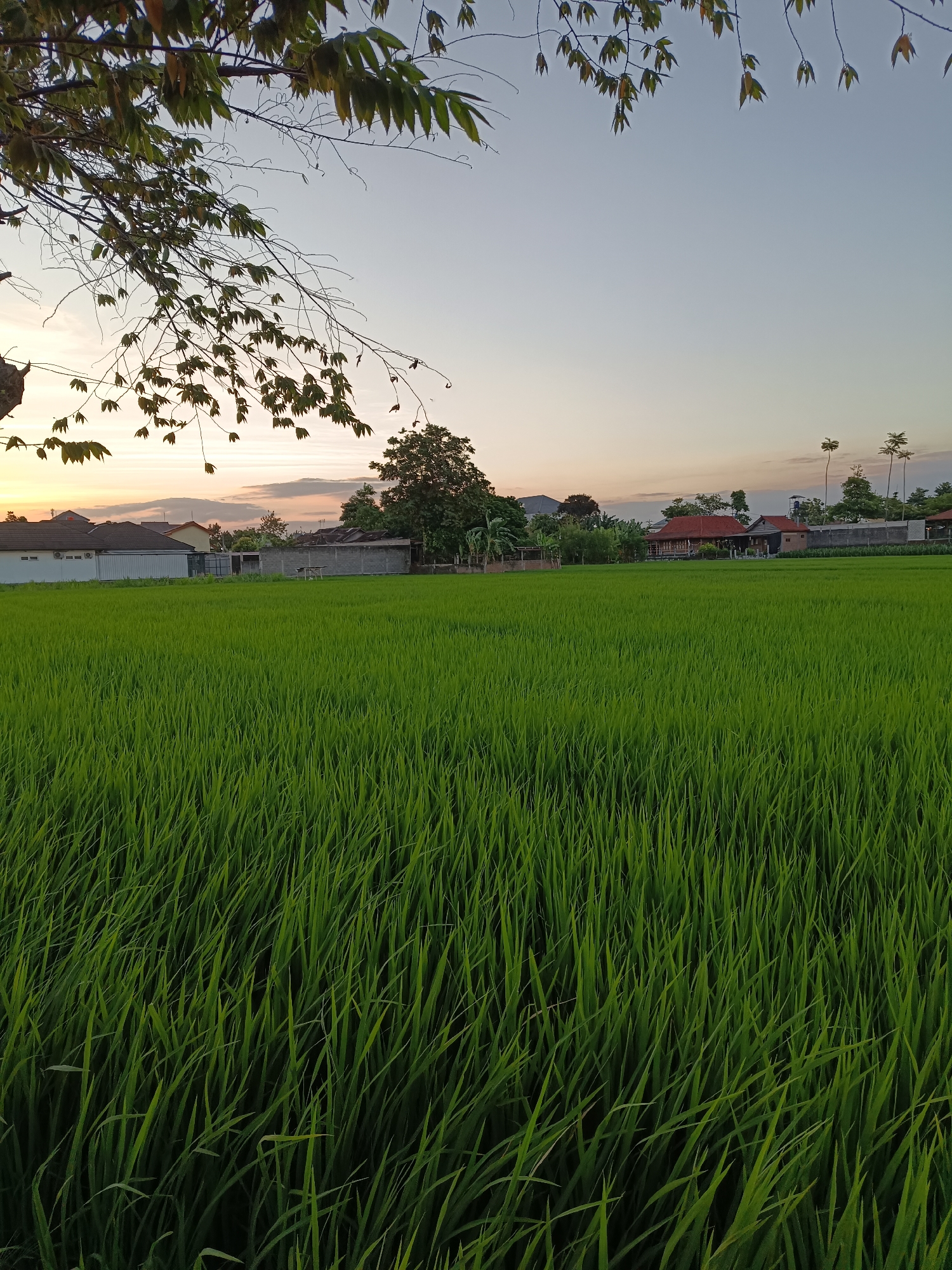 The image depicts a verdant rice field in Banguntapan, Indonesia, during the soft light of either dawn or dusk. In the foreground, a dense expanse of lush green rice stalks stretches towards the horizon, their blades creating a textured carpet. In the middle ground, a scattering of houses with red-tiled roofs and some less substantial structures, possibly agricultural sheds or animal enclosures, are visible. A large, mature tree stands prominently among the buildings, its silhouette softened by the ambient light. The background is dominated by a pale sky, transitioning through hues of soft orange and pale yellow near the horizon, indicating the low angle of the sun. A few wispy clouds are scattered across the sky, adding subtle detail. Overhanging branches with green leaves frame the top left portion of the image, casting a slight shadow and adding a sense of depth. The overall atmosphere is tranquil and rural, capturing a typical scene of agricultural life in the outskirts of Banguntapan.