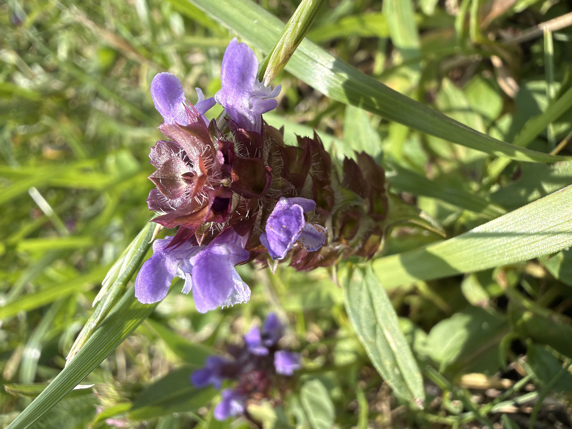 In Saulkalne, Latvia, a close-up shot captures a small cluster of purple flowers with reddish-brown bracts, possibly self-heal (Prunella vulgaris), growing amongst green grass. The flowers are in focus, showing delicate petals and textured bracts. The background is blurred, indicating a shallow depth of field, with more out-of-focus foliage and hints of sunlight. The scene is outdoors, suggesting a natural setting like a field or garden.