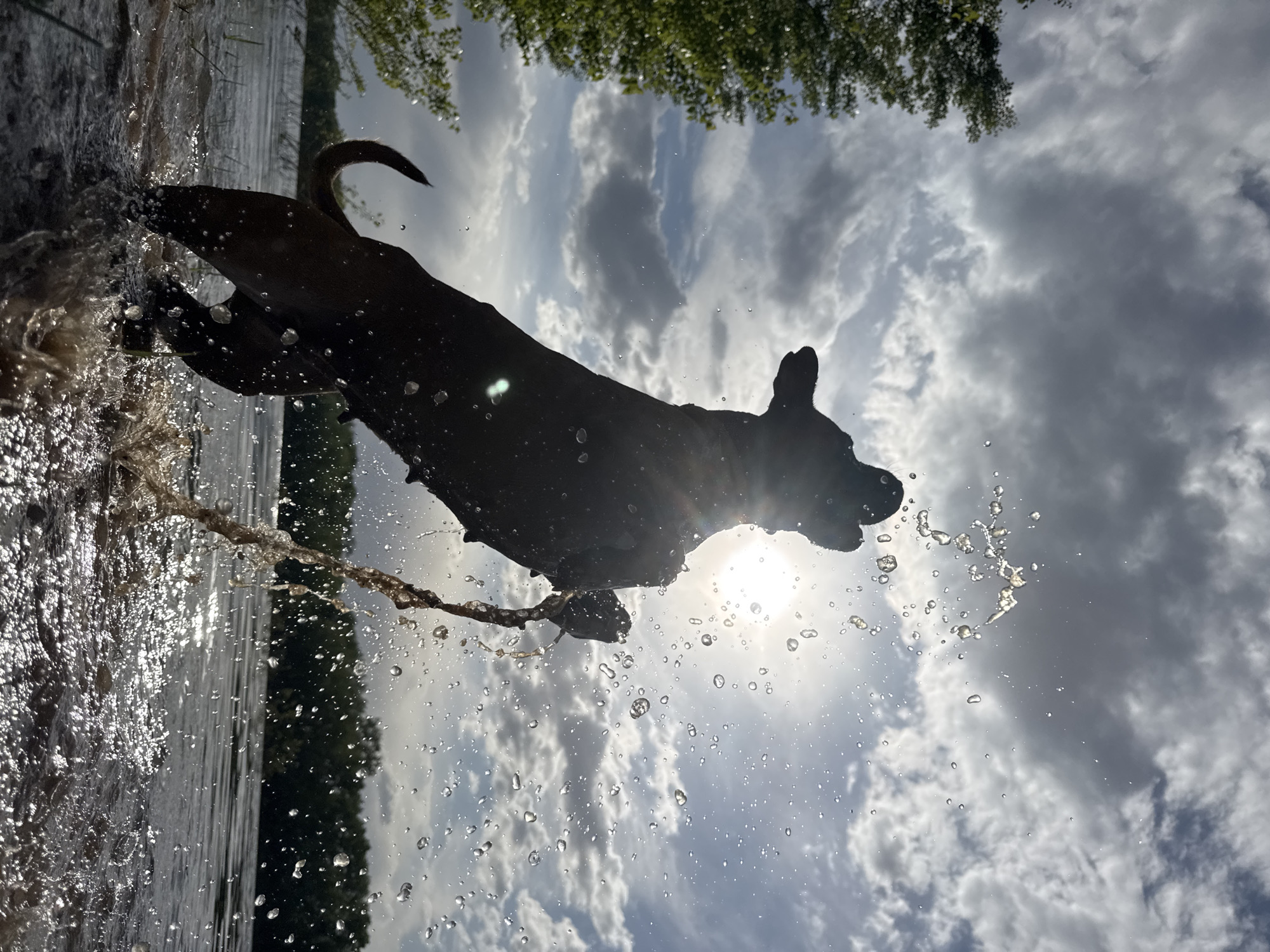 The image shows a dark-colored dog leaping out of a body of water. Water droplets are suspended in the air around the dog. The background consists of a cloudy sky and trees. The scene is near water, likely a lake or river. The location is likely Chaikovsky, Russia.