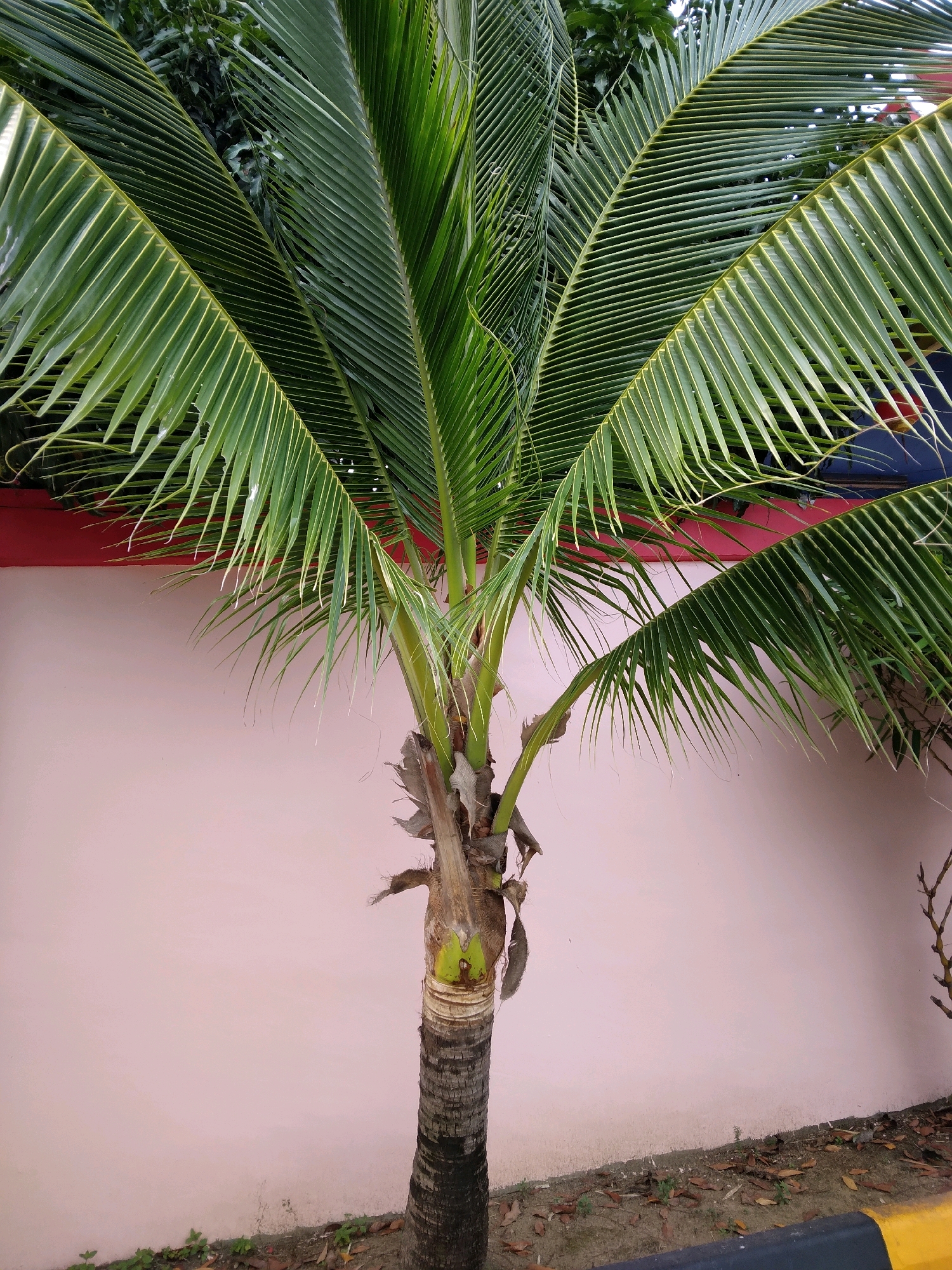 The image shows a close-up, eye-level shot of a young coconut palm tree in Batam, Indonesia. The tree is in the foreground, with its fronds spread out towards the top of the frame. The trunk of the palm tree is visible at the bottom and center of the image, with rough, segmented bark. Above the trunk, the base of the fronds is covered in fibrous material. The fronds are a vibrant green, with individual leaflets clearly defined and many showing a slight curl at the tips.
Behind the palm tree, a textured, pale pink wall serves as the backdrop. A red band runs along the top edge of the wall. The ground in front of the wall is covered in dark soil, scattered with dry brown leaves and a few small green plants. A black and yellow striped barrier is visible at the bottom edge of the frame. The lighting suggests it is daytime, with soft shadows indicating an overcast or diffused light source. No people or animals are visible in the scene.