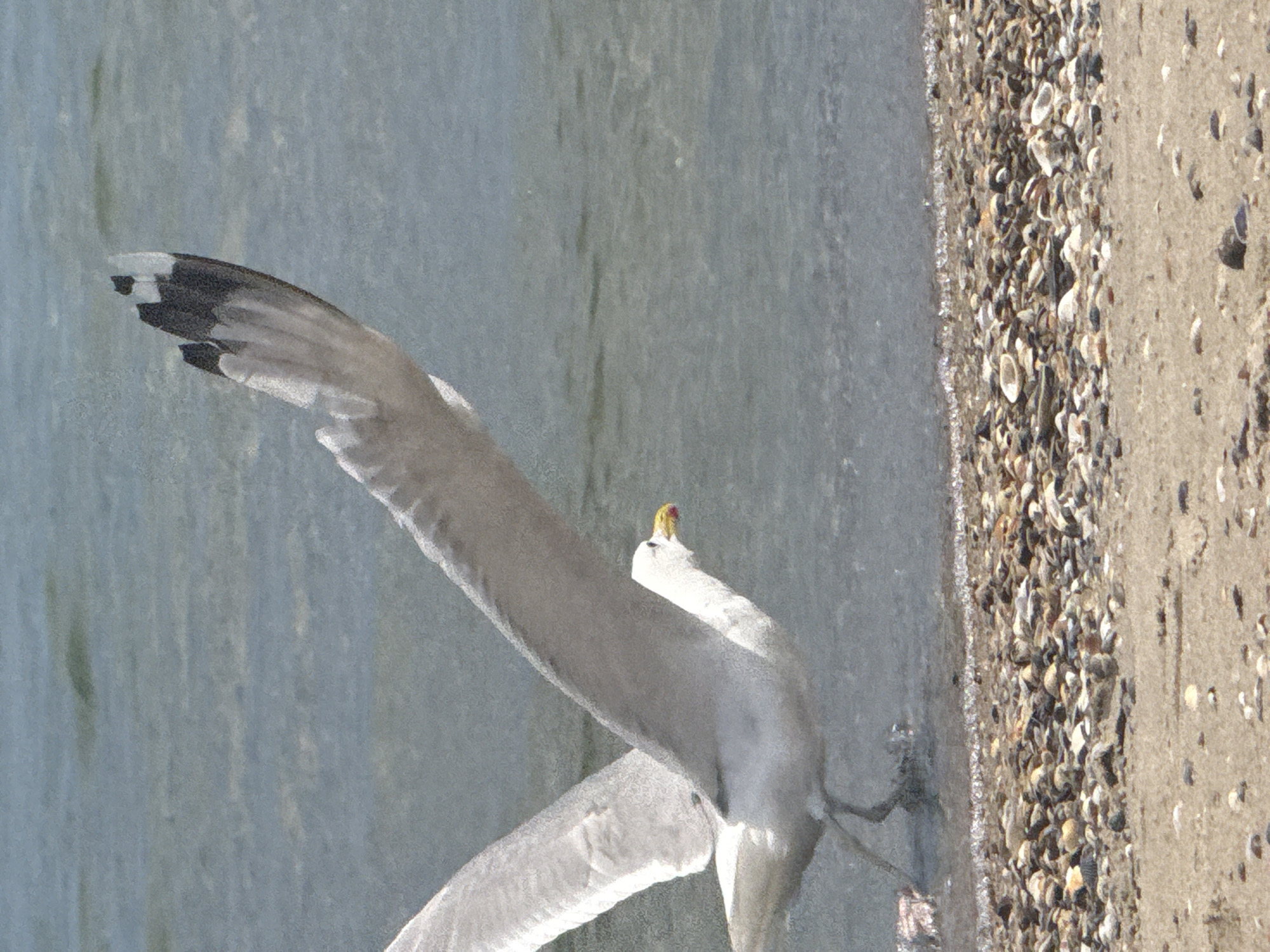 A seagull is captured in mid-flight, its wings extended, over the shallow waters of the Black Sea. The bird is predominantly white with black tips on its wings and a yellow beak with a red tip. It appears to be just taking off or landing near a shoreline composed of sand and pebbles. The water is calm with subtle ripples, and the sky is not visible in the frame. The scene is likely located on a beach in Zatoka, Ukraine, a resort town known for its coastline along the Black Sea.