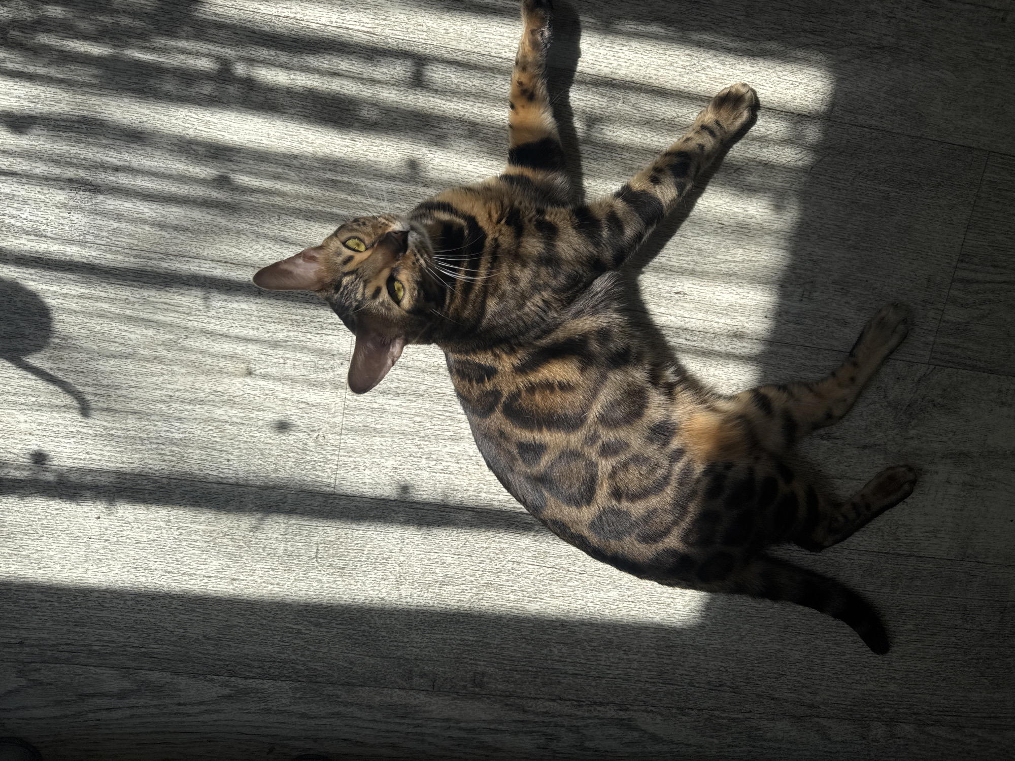 A brown and black spotted Bengal cat is lying on its side on a light-colored wooden floor. The cat's body is mostly in shadow, with the exception of its head and a portion of its torso, which are illuminated by bright sunlight. The sunlight casts strong, linear shadows across the floor, suggesting the presence of blinds or shutters. The cat's eyes are open and appear to be looking upwards and to the right. Its front legs are extended outwards, and its tail is curled loosely to its left. The background is out of focus, but the wooden floor texture is clearly visible.