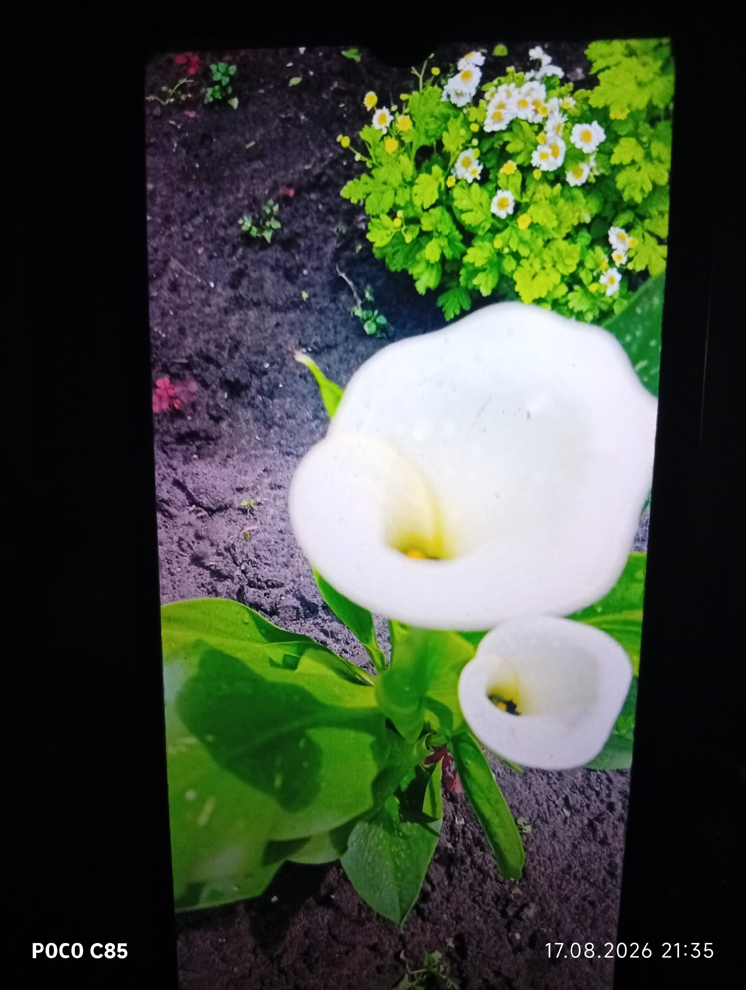 The image depicts a close-up view of two white calla lilies blooming in dark soil, with a cluster of small white flowers and green foliage in the background. The larger calla lily is prominently featured in the foreground, its white spathe curving inwards to reveal a yellow spadix. A smaller calla lily is situated below and to the right of the larger one. The ground is dark and appears to be soil with some scattered debris. Water droplets are visible on the leaves of the calla lilies. In the upper right portion of the image, a dense patch of green leaves is interspersed with numerous small white flowers, each with a yellow center. The overall lighting suggests it might be taken outdoors in daylight, though the framing and darkness of the surrounding areas indicate it could be a phone screenshot or a photo taken with limited ambient light. The bottom left corner displays "POCO C85," indicating the device used to capture the image, and the bottom right corner shows a timestamp "17.08.2026 21:35." There are no people or discernible human activity in the image. The scene appears to be a garden or natural setting.