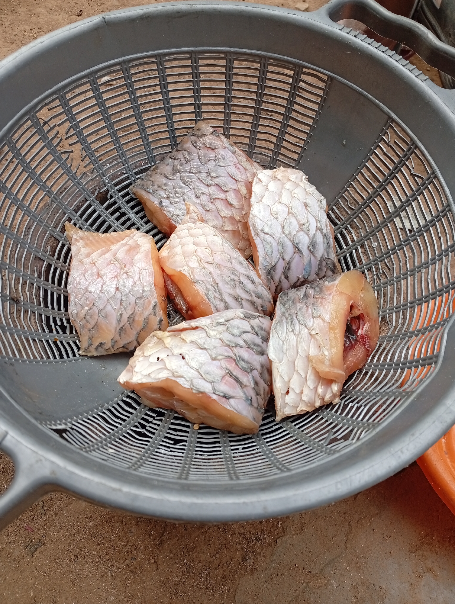 The image displays several pieces of raw, scaled fish in a gray plastic colander or basket. The fish has been cut into chunky portions, revealing the pinkish-orange flesh and the intact scales on the skin side. Some cuts show darker internal sections, possibly remnants of the fish's spine or blood vessels. The colander is round with handles, featuring a distinctive grid-patterned bottom through which the brown, earthy ground beneath is visible. A small part of an orange plastic item, possibly another bowl or container, is visible in the lower right background. The scene suggests an outdoor setting, likely on the ground, where the fish is being prepared. There is no discernible activity other than the presentation of the cut fish. No text is visible in the image. The location context for this image is Zango-ndaji, Nigeria.