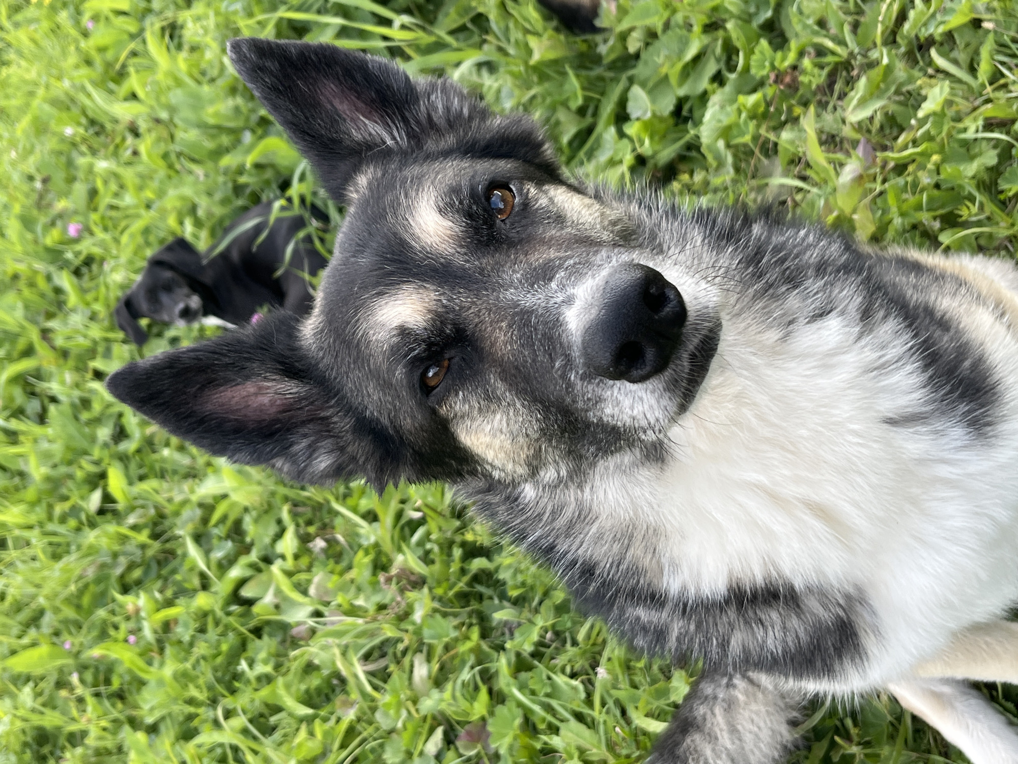 A close-up, eye-level, vertical shot shows a German Shepherd mix dog with dark gray, black, and white fur lying on lush green grass. The dog's head is tilted towards the camera, and its brown eyes are looking directly at the viewer. In the background, slightly out of focus, a black puppy is visible amongst the grass. The lighting appears natural, suggesting an outdoor setting during the daytime. The scene does not contain any identifiable landmarks or elements that would indicate a specific location in Nizhny Tagil, Russia.