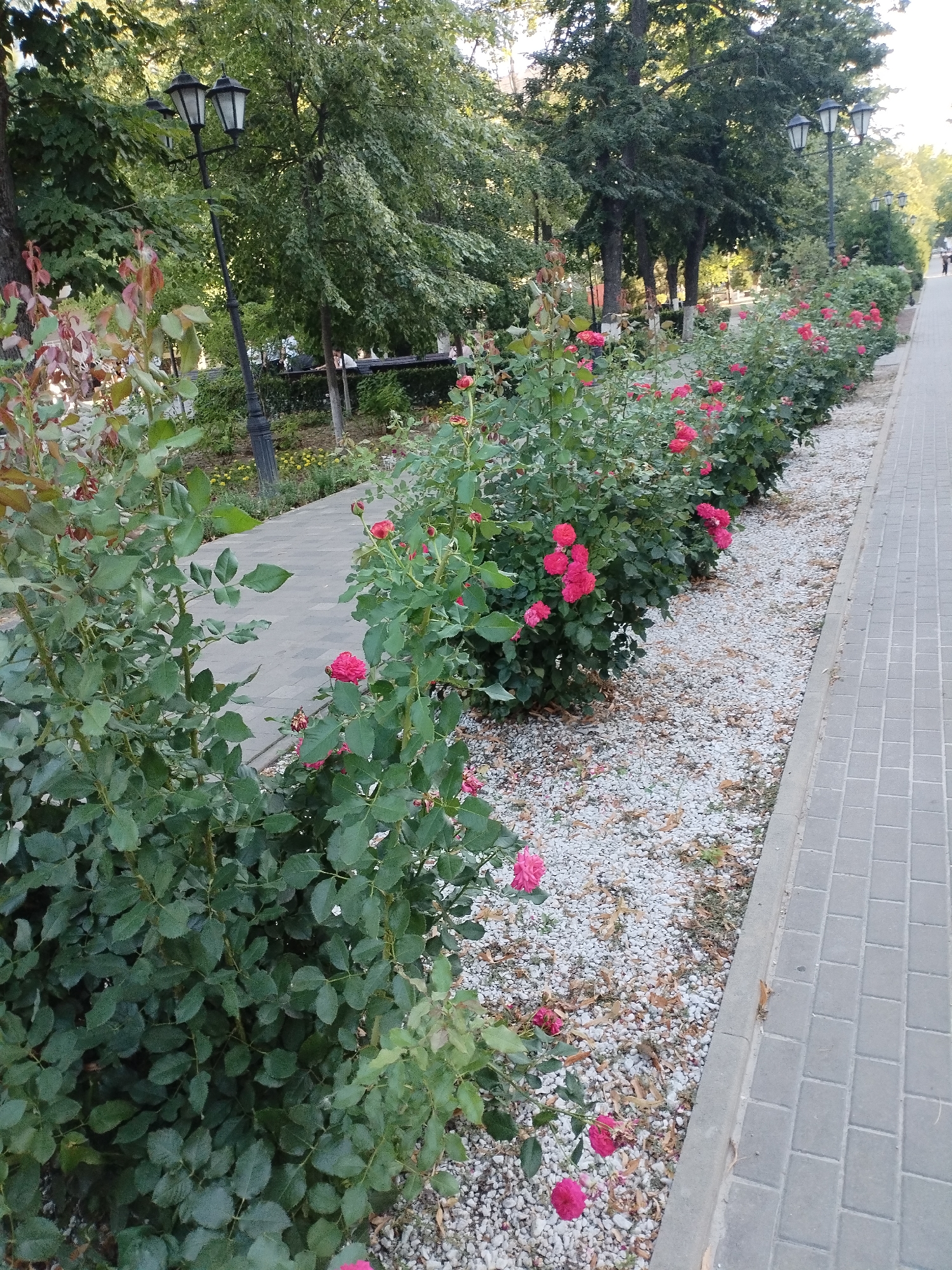 The image depicts a paved walkway lined with rose bushes in a park-like setting, presumably in the city of Azov, Russia. The walkway is constructed of grey interlocking rectangular pavers with a concrete curb. To the left of the walkway are beds of pink roses with green foliage, some of which are in bloom. Scattered around the rose bushes are small white pebbles and fallen leaves. In the background, several tall trees with lush green foliage create a canopy overhead. Two black, ornate lampposts are visible, one closer to the foreground and another further down the path. A few people are faintly visible in the distance walking along the path. The scene appears to be a public park or garden, bathed in natural light.