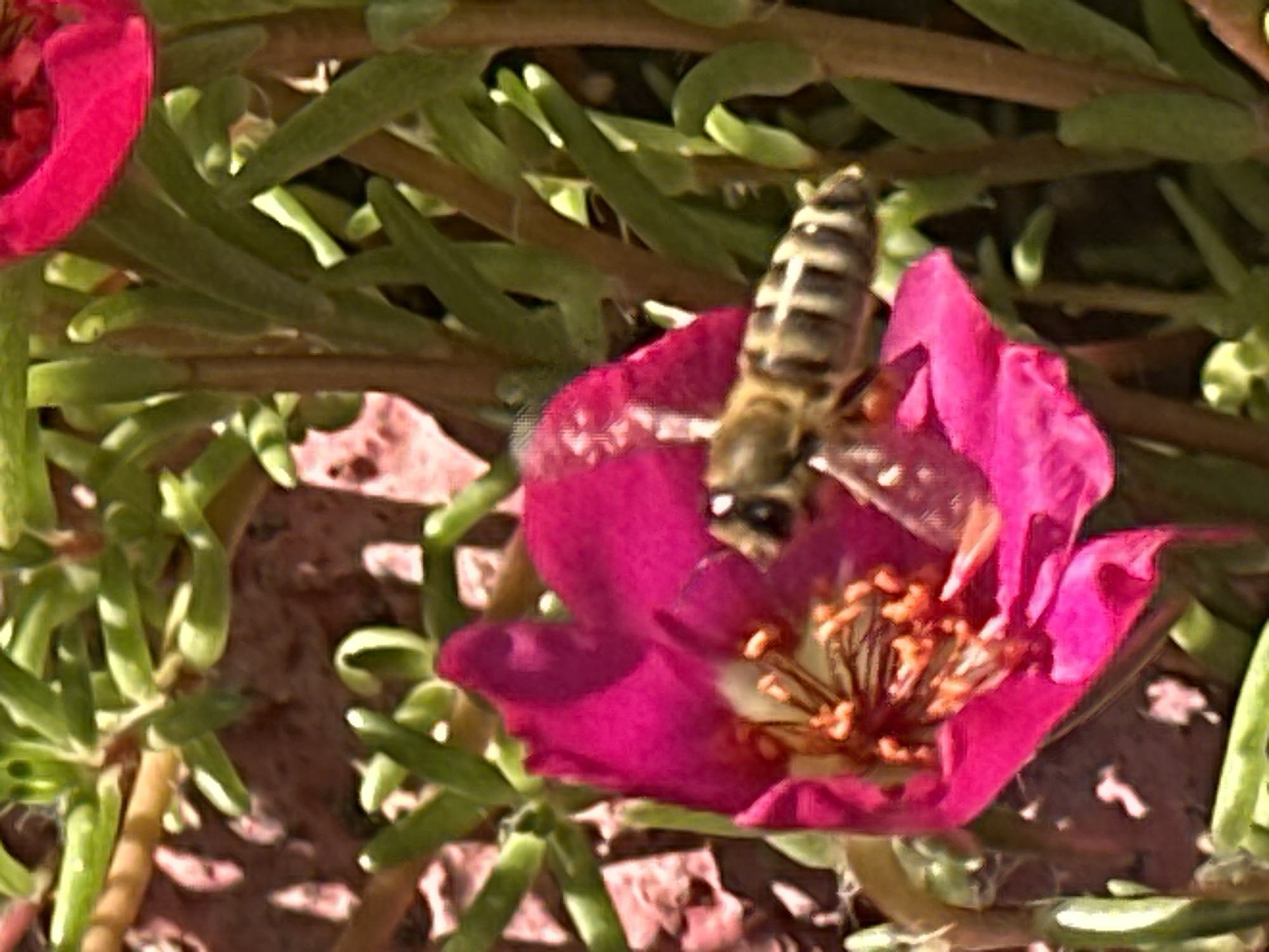 This is a close-up, high-angle, eye-level, medium shot of a bee on a pink flower. The bee is facing left, with its body angled upwards. The flower is in the foreground, with its petals open. The background consists of green leaves and brown stems. The scene is located in Zhovte, Ukraine.