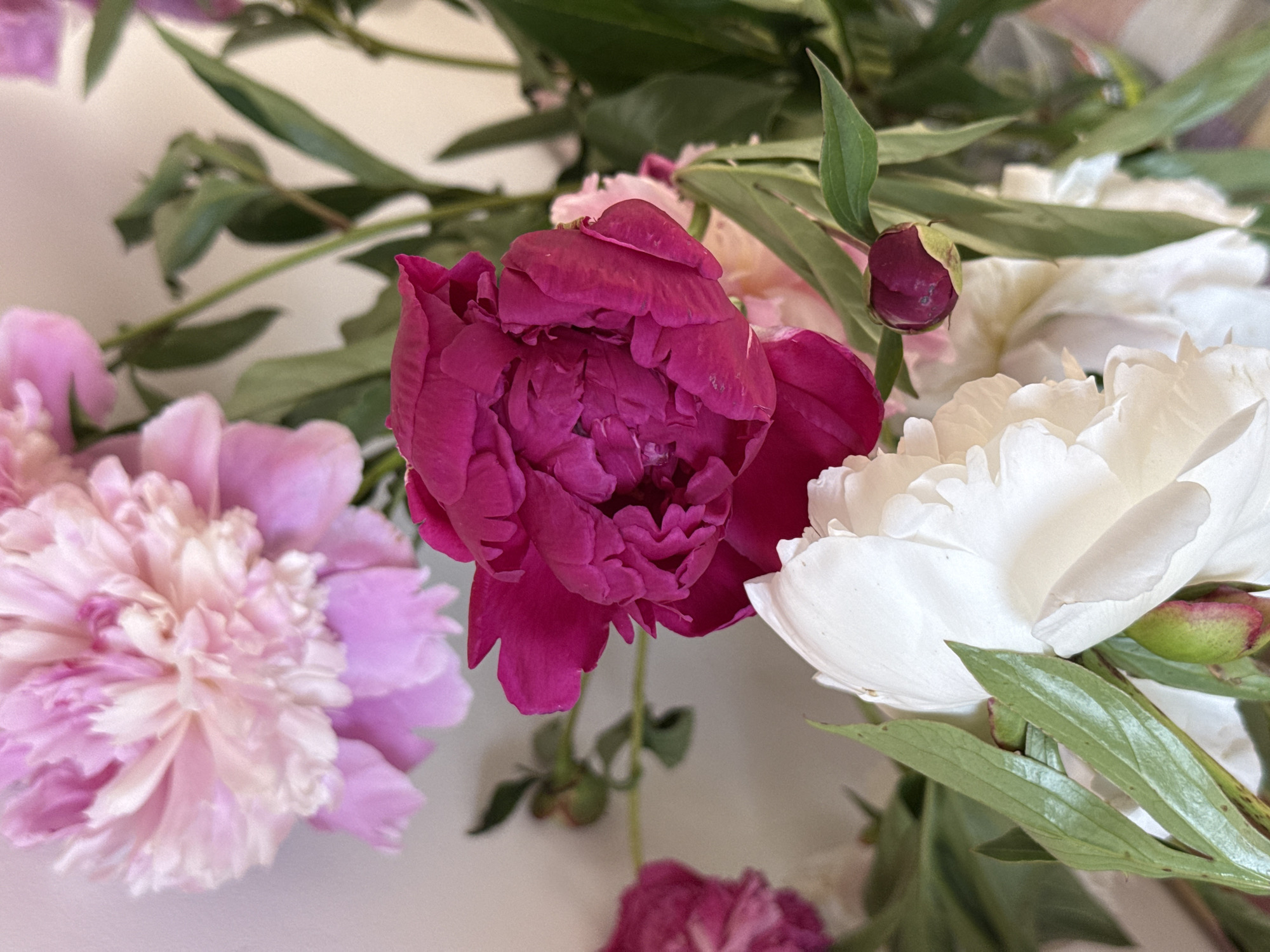 The image shows a close-up of a bouquet of peonies in various shades of pink, magenta, and white, interspersed with green leaves. The blossoms are fully open and tightly clustered. The background is a plain, light surface. There is no information to suggest a location in Pleven, Bulgaria.