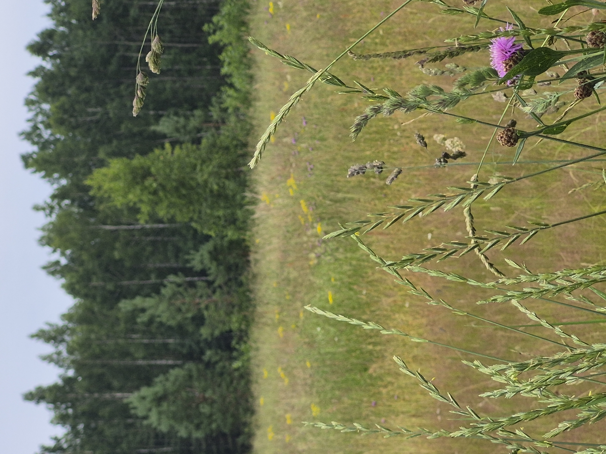 The image captures a close-up view of a grassy meadow with a forest in the background. The foreground is dominated by various types of grasses, some with seed heads, and a single vibrant purple thistle flower. The meadow itself is dotted with small yellow flowers, suggesting a late spring or summer scene. The background features a dense stand of coniferous trees, their dark green foliage creating a stark contrast with the lighter greens and yellows of the meadow.
The lighting suggests it is daytime, likely under an overcast sky, as there are no harsh shadows and the overall light is diffused. The orientation of the image is portrait, and it is rotated 90 degrees counter-clockwise, making the meadow appear to run vertically from top to bottom and the forest line horizontally across the left side.
No people are visible in the image. The focus is on the natural elements of the meadow and forest. The overall mood is tranquil and naturalistic. The location cues from the prompt, "Sooblase, Estonia," place this scene in a temperate forest and meadow landscape typical of the region. There is no visible text in the image.