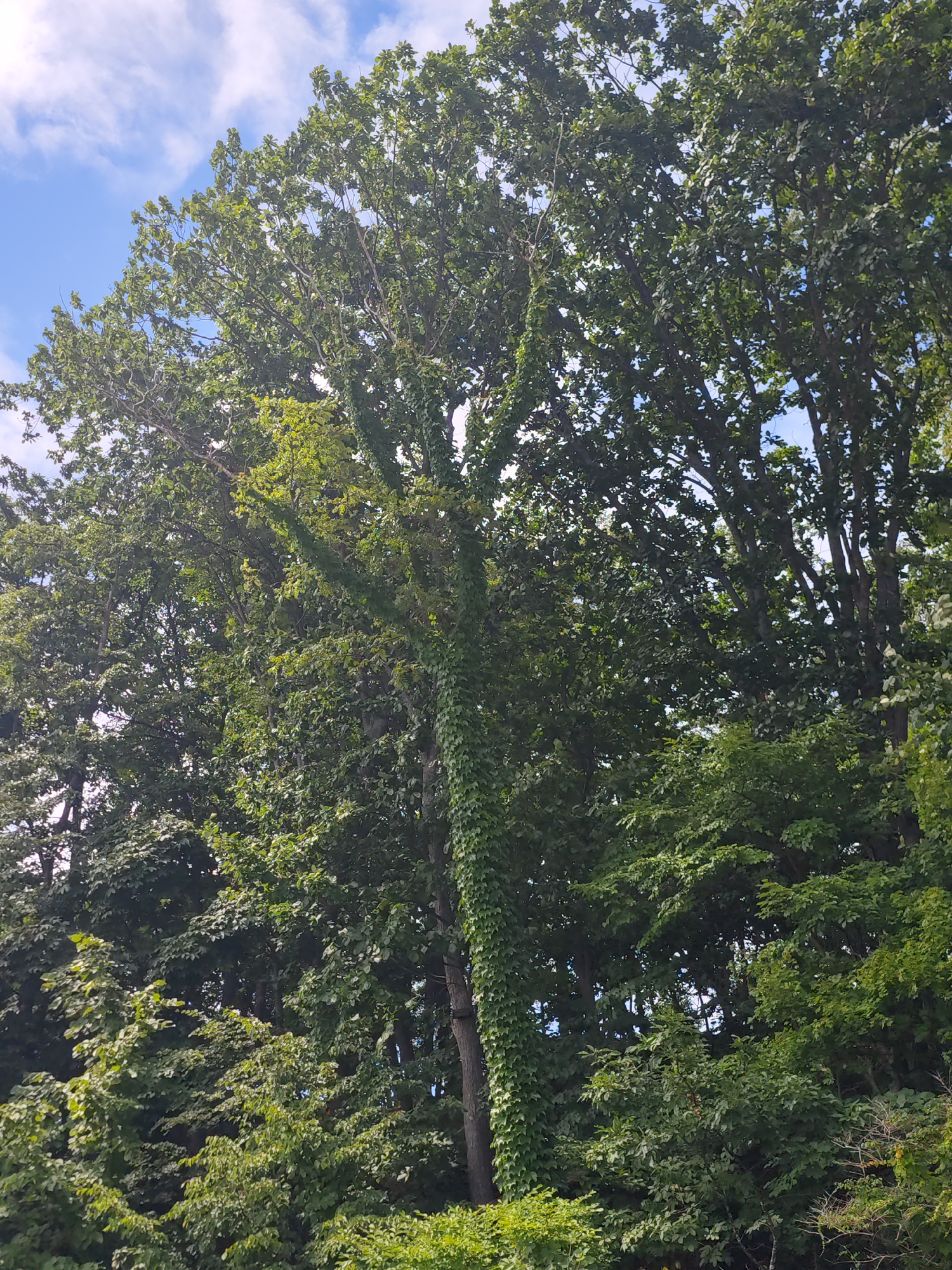 The image shows a view of trees and the sky from below, looking upwards. The trees are dense and green, with one large tree trunk covered in ivy prominently in the center. The sky is blue with scattered white clouds. The scene suggests an outdoor, natural environment. There are no people or specific landmarks visible to indicate a precise location within Vladivostok, Russia.