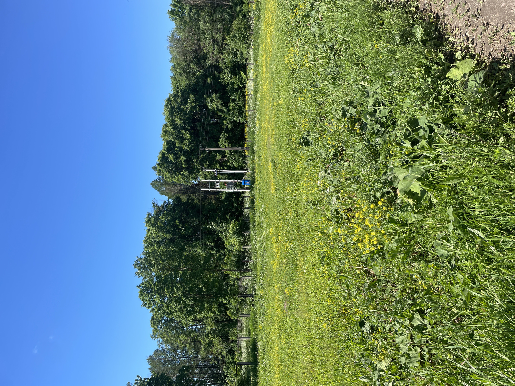 The image depicts a sunlit meadow with a clear blue sky. The meadow is characterized by abundant green grass and numerous small yellow wildflowers. In the background, a dense line of deciduous trees forms a natural border. Behind the trees, a few utility poles with electrical wires are visible. The foreground of the image shows a path or road on the right side, with dry soil and sparse vegetation. There are no people or animals visible in the scene. The location is identified as a meadow in the city of Tervolovo, Russia.