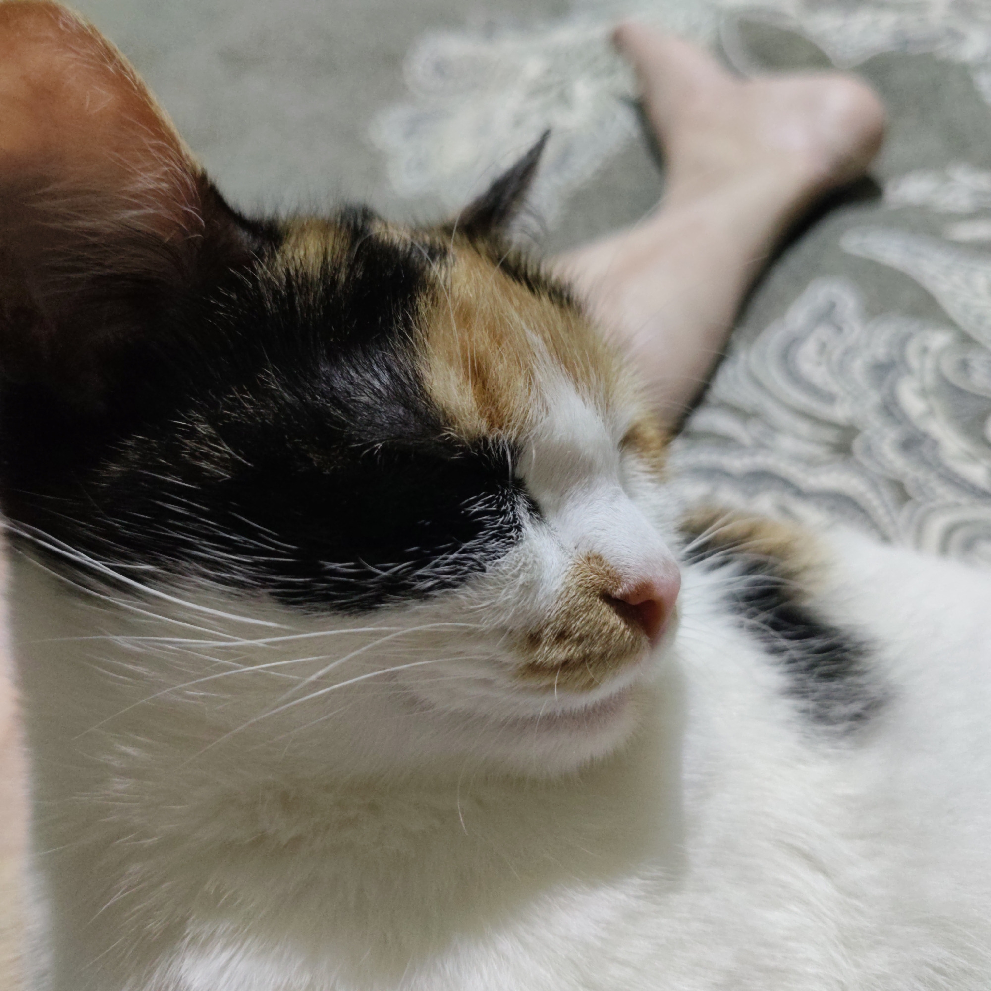 A close-up, eye-level shot captures a calico cat lying down with its eyes closed, appearing to be asleep or resting. The cat's face is predominantly white, with patches of black, orange, and brown fur on its head and body. Its nose is a light pink, and long white whiskers extend from its muzzle. To the right of the cat, a human foot is visible, with the heel and ankle area in focus and the toes blurred. The foot is resting on a patterned fabric surface, possibly a bed or sofa, which has a grey and white swirled design. The lighting is soft, suggesting an indoor setting.