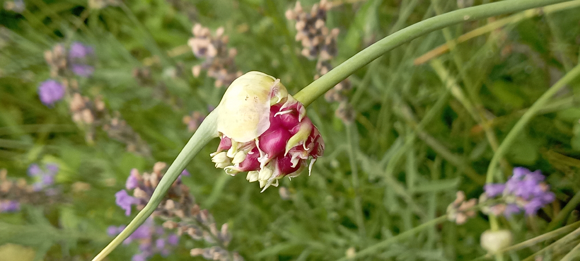 In Radisne, Ukraine, a close-up, vertical shot focuses on a developing garlic scape. The scape is a pale green stem that curves upwards, supporting a tightly wound bud. The bud itself is predominantly a deep magenta, with delicate pale green and white wisps of bracts peeking through. The background is a blur of lush green foliage, interspersed with hints of lavender flowers and the seed heads of spent lavender stalks. The lighting appears to be natural daylight, creating a soft, diffused effect. There are no people or animals visible in the image. The focus is entirely on the botanical subject.