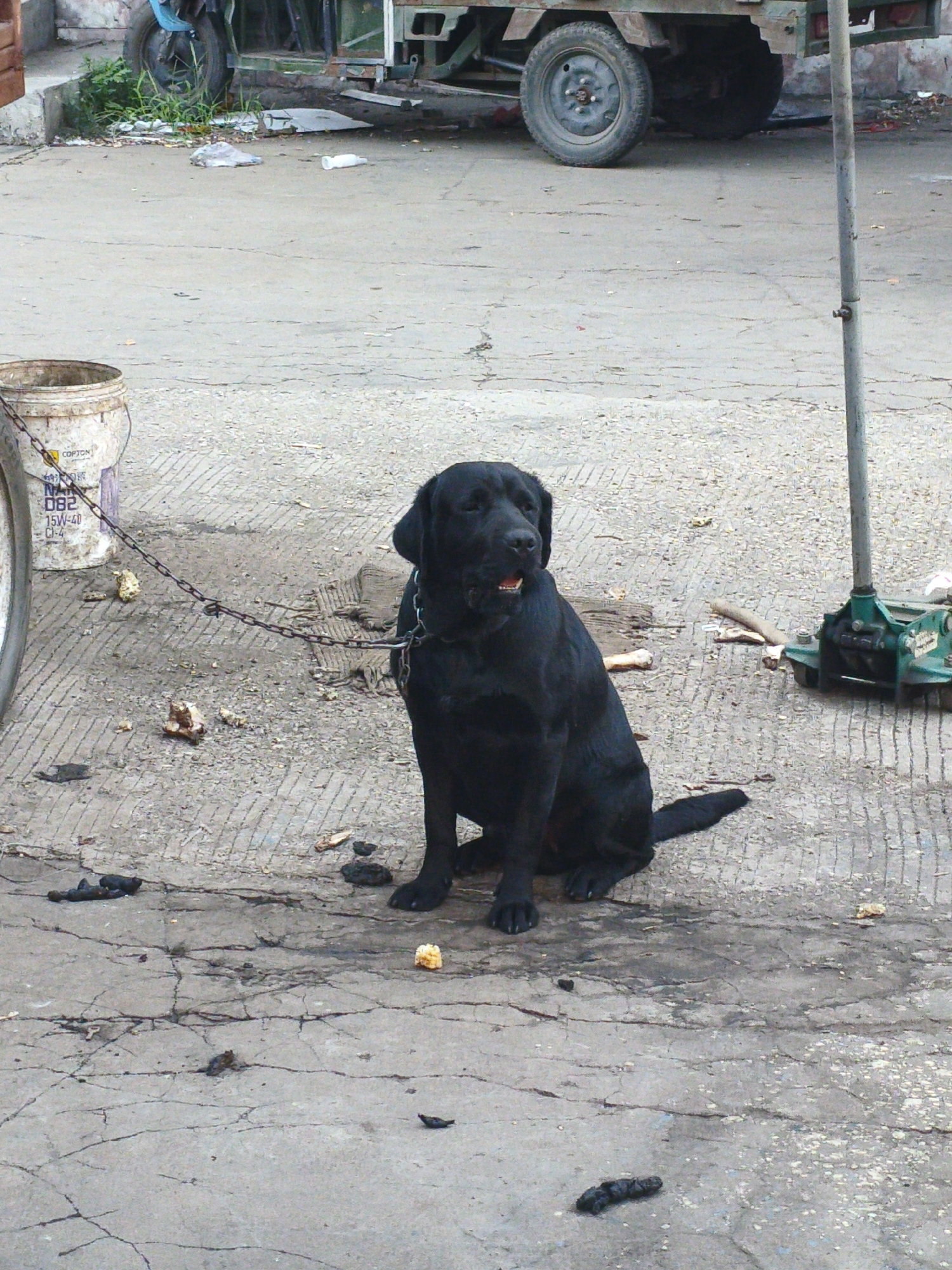 A black Labrador dog sits on a cracked concrete surface next to a chain attached to a white bucket. The dog is leashed by a chain that connects to a metal pole. Scattered on the ground are pieces of debris, including what appears to be food scraps and dog feces. In the background, a portion of a green utility vehicle and a bicycle wheel are visible, along with a pile of grass and other refuse. The scene is set outdoors, likely in a utilitarian area of Yongfeng, China, given the presence of the utility vehicle and the overall urban setting.