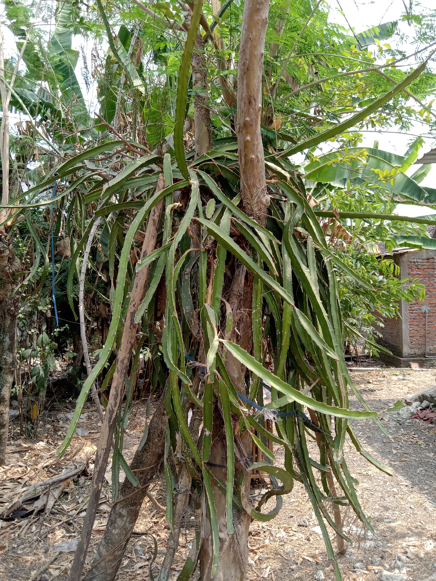 The image shows a dragon fruit plant with its long, green, segmented stems hanging down from several vertical support structures, which appear to be tree trunks and possibly wooden posts. The stems are thick and ribbed, with some showing signs of minor damage or pruning. The plant is situated outdoors in what appears to be a somewhat overgrown or naturalistic garden setting.
In the background, there are various other plants, including large-leafed banana plants and smaller leafy trees. The ground is covered in dry leaves, twigs, and some debris, suggesting a dry period or an area not regularly cleared. To the right of the dragon fruit plant, a portion of a brick building with a concrete foundation is visible, along with a dirt or gravel pathway. The sky is bright and appears to be daytime.
The location is identified as Jumput, Indonesia, and the scene depicts a typical tropical environment where dragon fruit is commonly cultivated. There are no people or animals visible in the image. The overall impression is one of a cultivated plant in a rural or semi-rural setting.