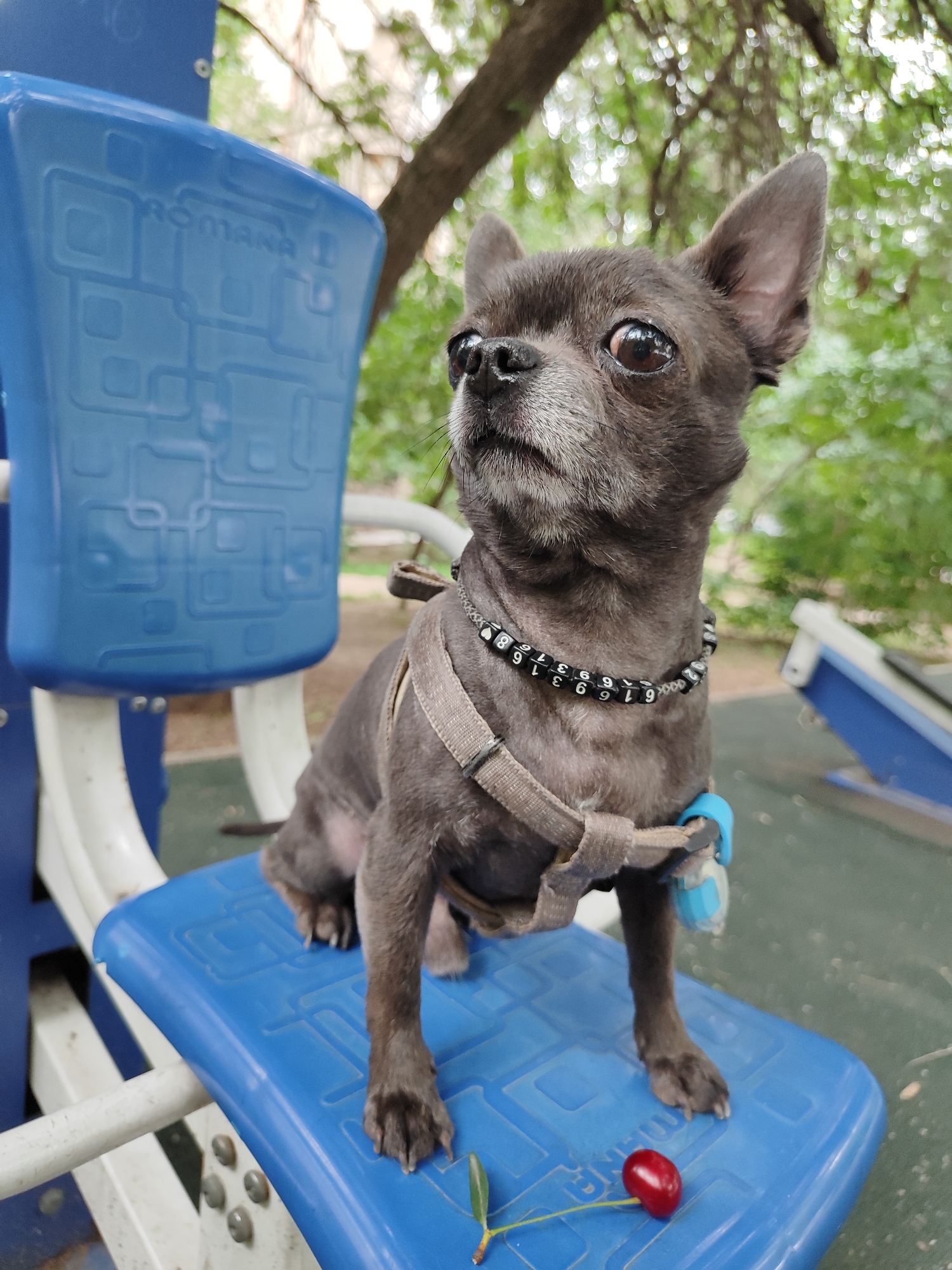 An adult, grey Chihuahua mix dog with large ears, dark eyes, and a grey muzzle sits on a bright blue plastic seat of an outdoor playground structure. The dog wears a grey harness and a black beaded necklace with white numbers. A small, red cherry with a green stem lies on the blue seat in front of the dog. The background consists of blurred green foliage, suggesting an outdoor, park-like setting. The playground structure appears to be made of blue and white plastic. The location is identified as Almaty, Kazakhstan, implying this scene is within a city park or public recreation area in Almaty.