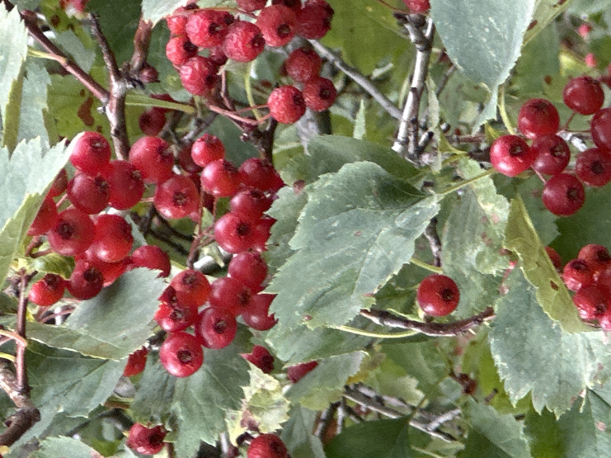 The image shows a close-up view of a hawthorn tree with bright red berries and green leaves. The branches are visible, some with thorns. The berries are round and clustered together in some areas, while others are single. The leaves are serrated and have a matte texture. The lighting suggests it is daytime, possibly overcast, with no direct sunlight creating harsh shadows. The setting appears to be a natural environment, likely outdoors, with no urban elements like buildings or infrastructure visible. The image does not provide any information regarding the city of Podolsk, Russia, or any specific location within it. There are no people, actions, or interactions depicted in the scene.