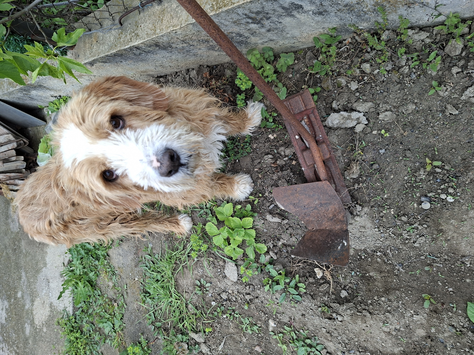 A close-up, high-angle shot shows a tan-colored, medium-sized dog with a white patch on its face lying in dirt alongside a rusty garden tool. The dog is looking directly at the camera. The ground is a mixture of dark soil and small rocks, with various green plants growing sporadically. A concrete surface is visible along the top left edge of the frame, with a section of chain-link fence behind it. The location is Unknown, Unknown.