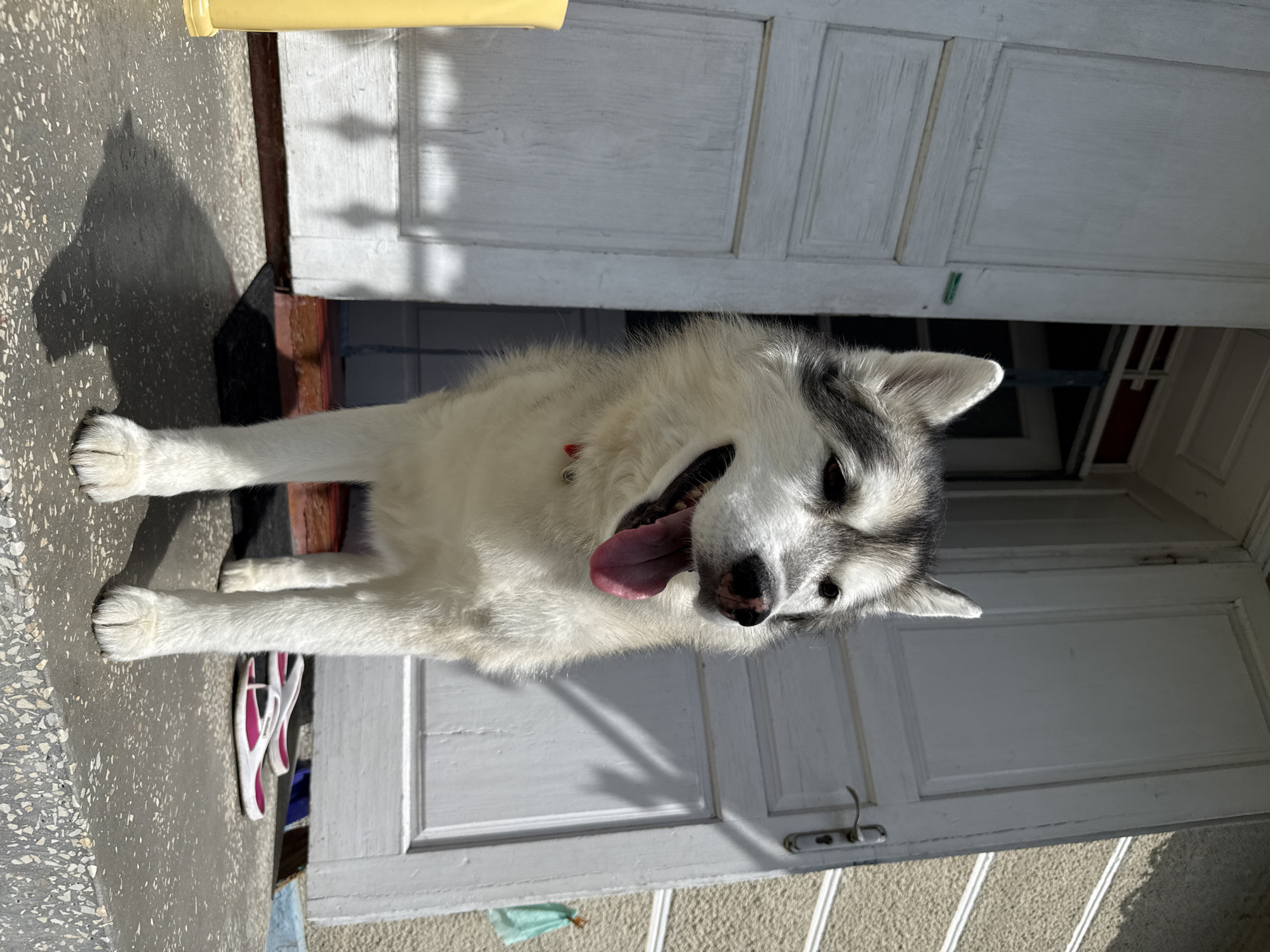 A medium shot captures a husky standing on a concrete porch in front of an open white door on a sunny day. The dog, facing left, has its tongue out and appears to be panting. Its fur is primarily white with black markings on its head and back. The door behind the dog is slightly ajar, revealing a glimpse of a dark interior. To the left of the dog, a yellow cylindrical object is partially visible. On the porch floor to the right of the dog, a pair of white flip-flops with pink accents are laid out. The background shows the textured wall of a building. The lighting suggests the sun is high, casting shadows on the porch.