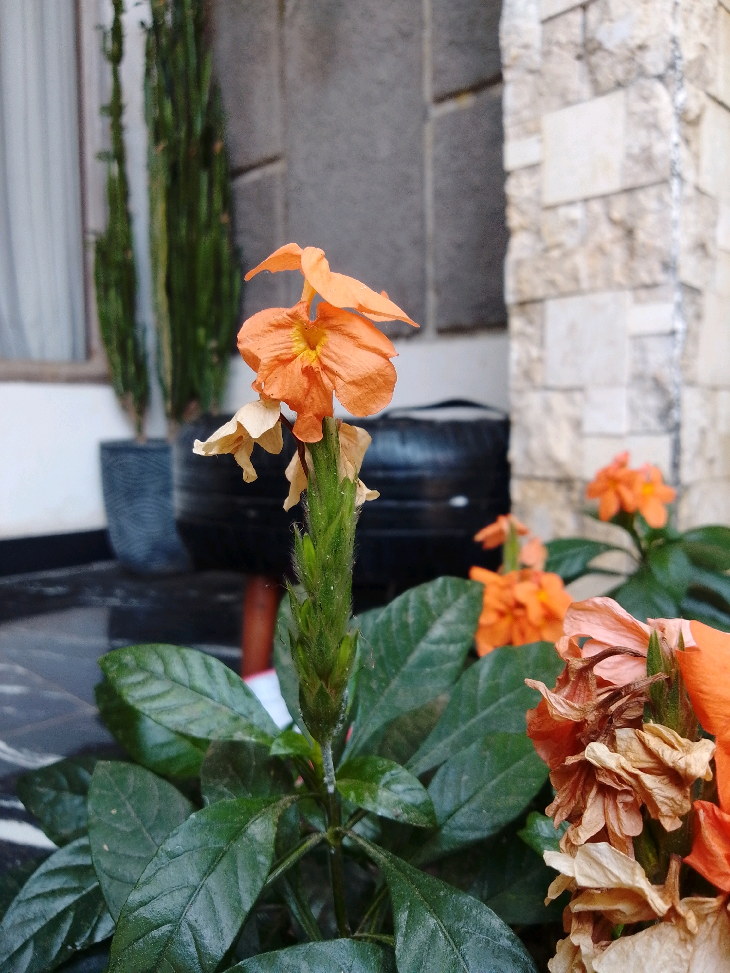 An outdoor close-up photograph displays a cluster of vibrant orange flowers, some in full bloom and others in various stages of wilting, set against a backdrop of lush green foliage. In the background, two tall, thin green plants stand in dark gray pots, and a wall constructed of large, textured light-colored stones is visible. A portion of a building with a white curtained window is also present on the left side of the image. The foreground is dominated by the dark green leaves of the flowering plant. There are no people or animals in the image. The scene appears to be in a garden or patio area.