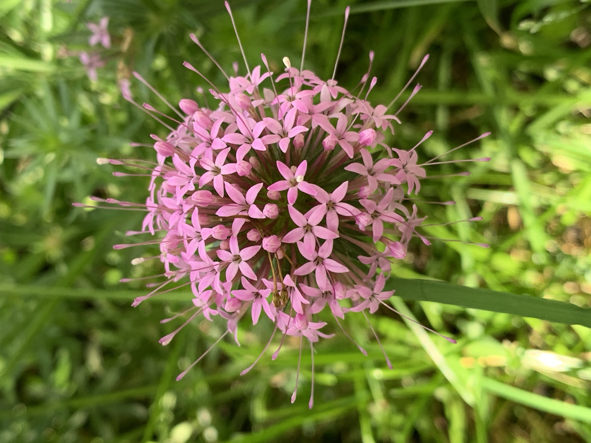 A close-up, eye-level, outdoor, daylight, vertical shot shows a pink allium flower in the center of the frame. The spherical flower head is composed of numerous small, star-shaped petals and is surrounded by thin, delicate stamens that extend outwards. The flower stem, which is green and thick, is visible in the lower portion of the image. The background is blurred green foliage, suggesting a natural environment.