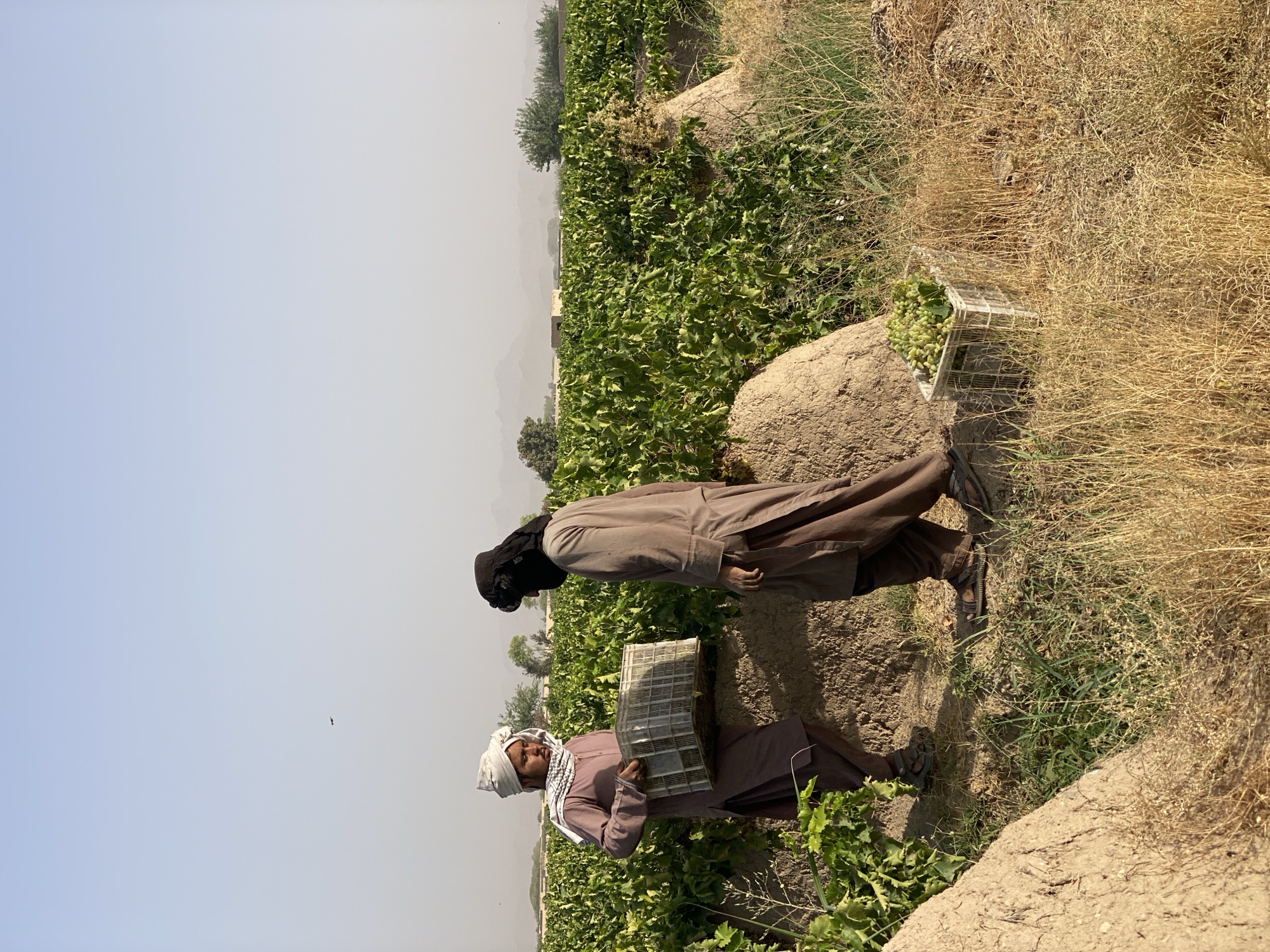 Two men are in a vineyard in Senjaray, Afghanistan. The man on the left is wearing a white turban and a light brown tunic, carrying a white plastic crate. The man on the right is wearing a black headscarf and a darker brown tunic. They are standing amongst rows of grapevines, with large mounds of dirt between the rows. The ground is covered in dry grass and some green vegetation. In the background, there are more grapevines, some small buildings, and hazy mountains. The sky is clear and blue.