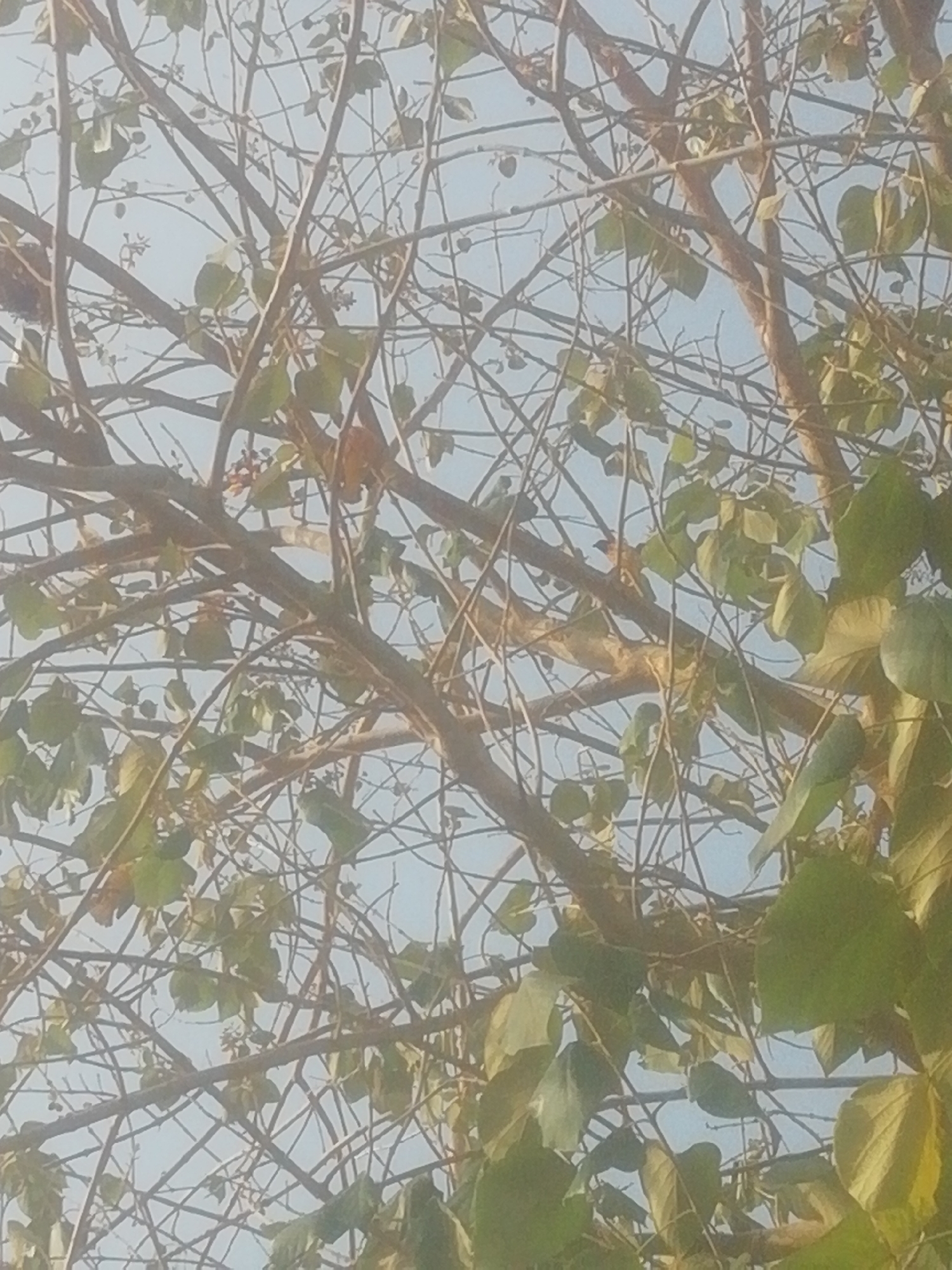 The image shows a tree with bare branches and some green leaves against a light blue sky. The location is unknown.