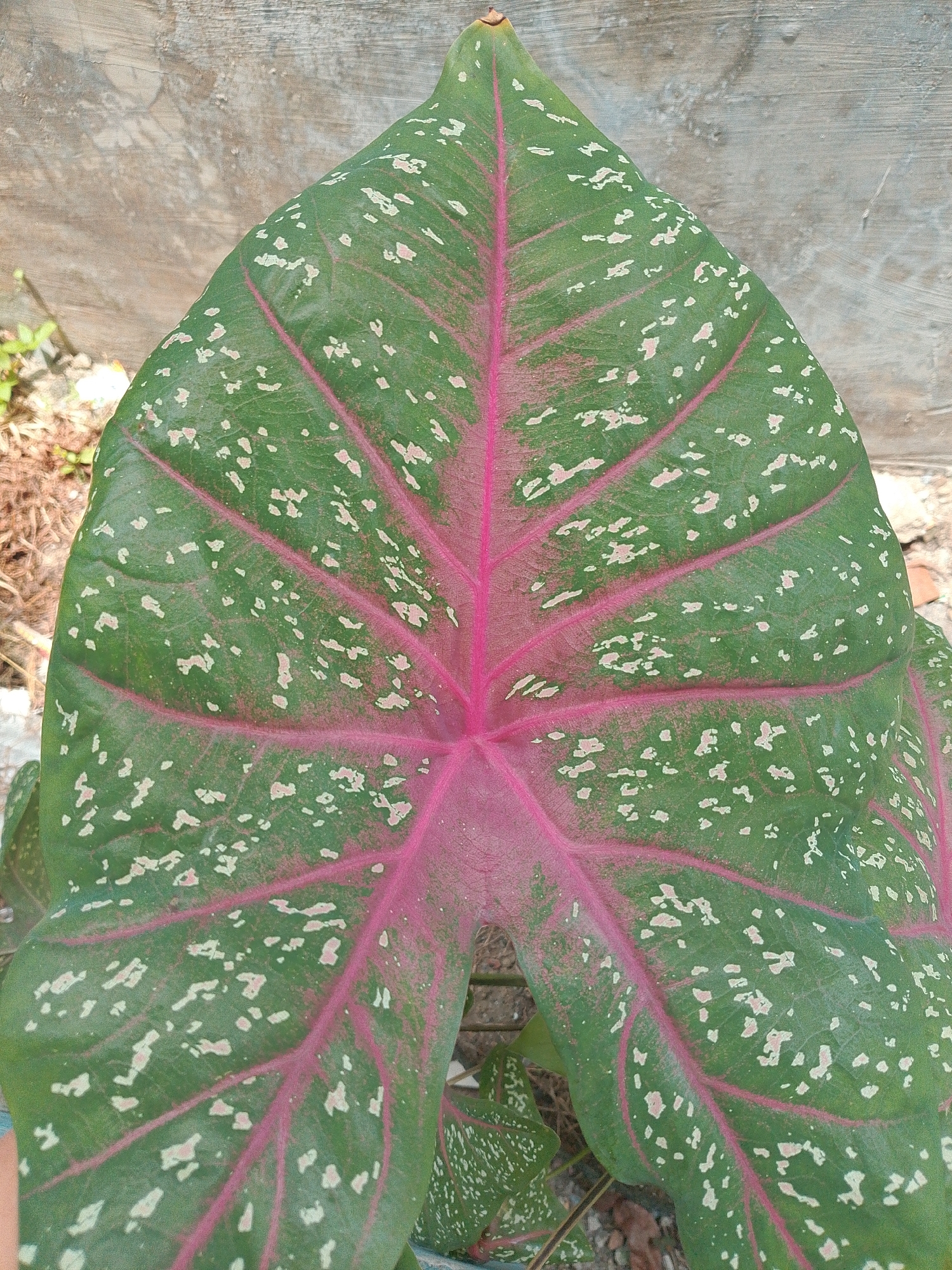 This is a close-up, eye-level, vertical, outdoor photograph of a large, heart-shaped leaf of a Caladium plant. The leaf is primarily green with prominent, vibrant pink veins radiating from the central midrib. The green surface of the leaf is speckled with irregular white or pale pink splotches. The leaf is positioned in the foreground, dominating the frame. Behind the leaf, a textured, light-colored wall with visible trowel marks is visible. To the left of the leaf, the ground is covered with loose soil, small stones, and dry organic matter, such as twigs and leaves. A few small green plants are also visible in this area. The lighting suggests it is daytime, casting soft shadows. The photograph was taken in Bakaran Batu, Indonesia. There are no people or animals visible in the frame.