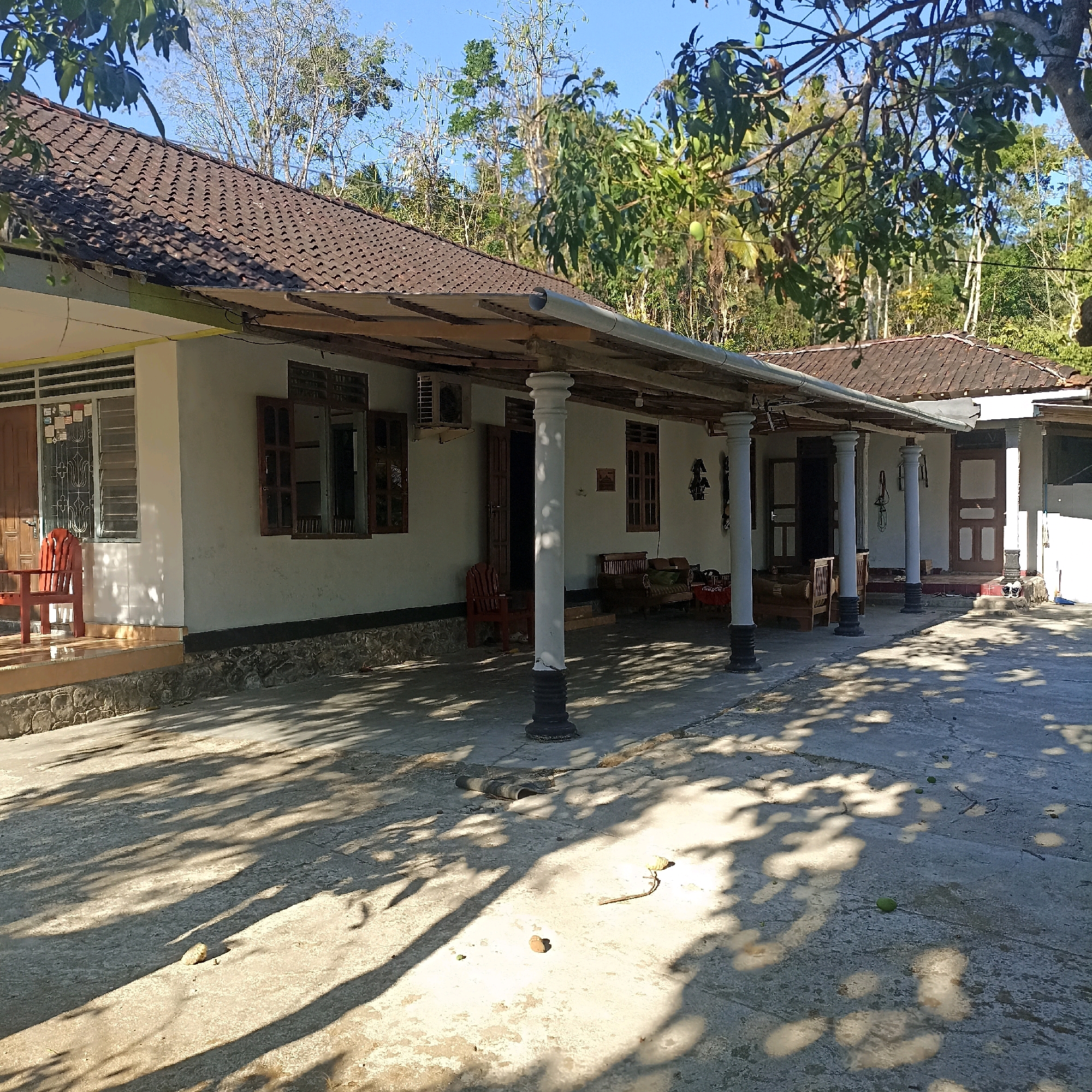This image depicts the exterior of a single-story house in Wonogondo, Indonesia, under a clear blue sky. The house features a brown tiled roof, white walls, and a covered porch supported by white columns with black bases. Several windows with wooden frames and shutters are visible. Red chairs are placed on the porch of the leftmost section of the house. On the right side of the porch, there are wooden benches and low tables. The ground in front of the house is a concrete patio, partially covered in sunlight and shadows cast by trees. The surrounding environment is lush with green foliage from trees, some of which appear to be fruit-bearing. The overall scene suggests a rural or suburban residential setting.