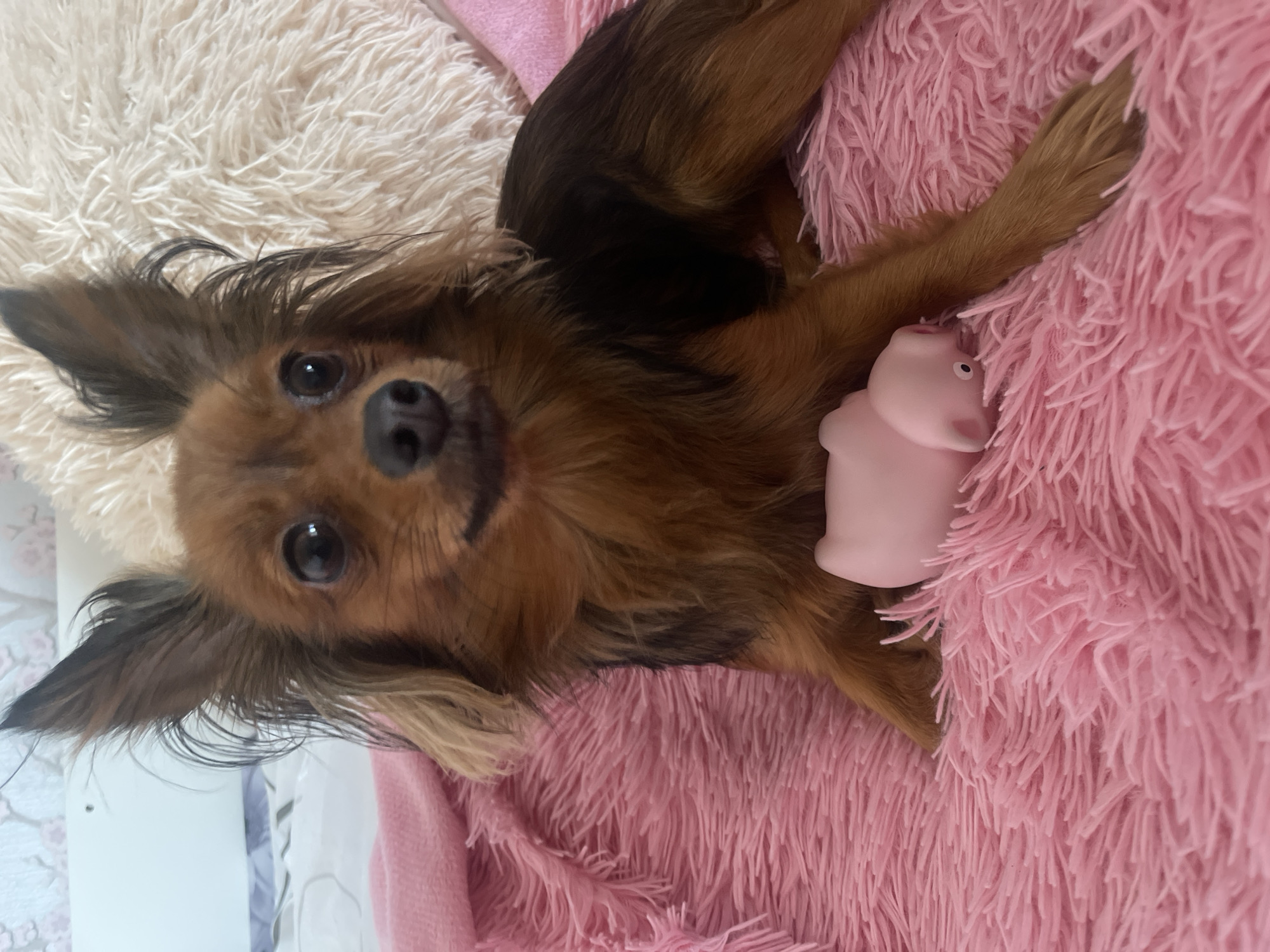 A brown and black long-haired dog lies on a pink shag blanket with a small pink pig toy. The dog's head is positioned in the lower center of the frame, with its ears pointed upwards and its eyes looking directly at the camera. The dog is resting partially on a beige fluffy surface. The location is indicated as Марковский, Russia, but this cannot be verified from the image alone.
