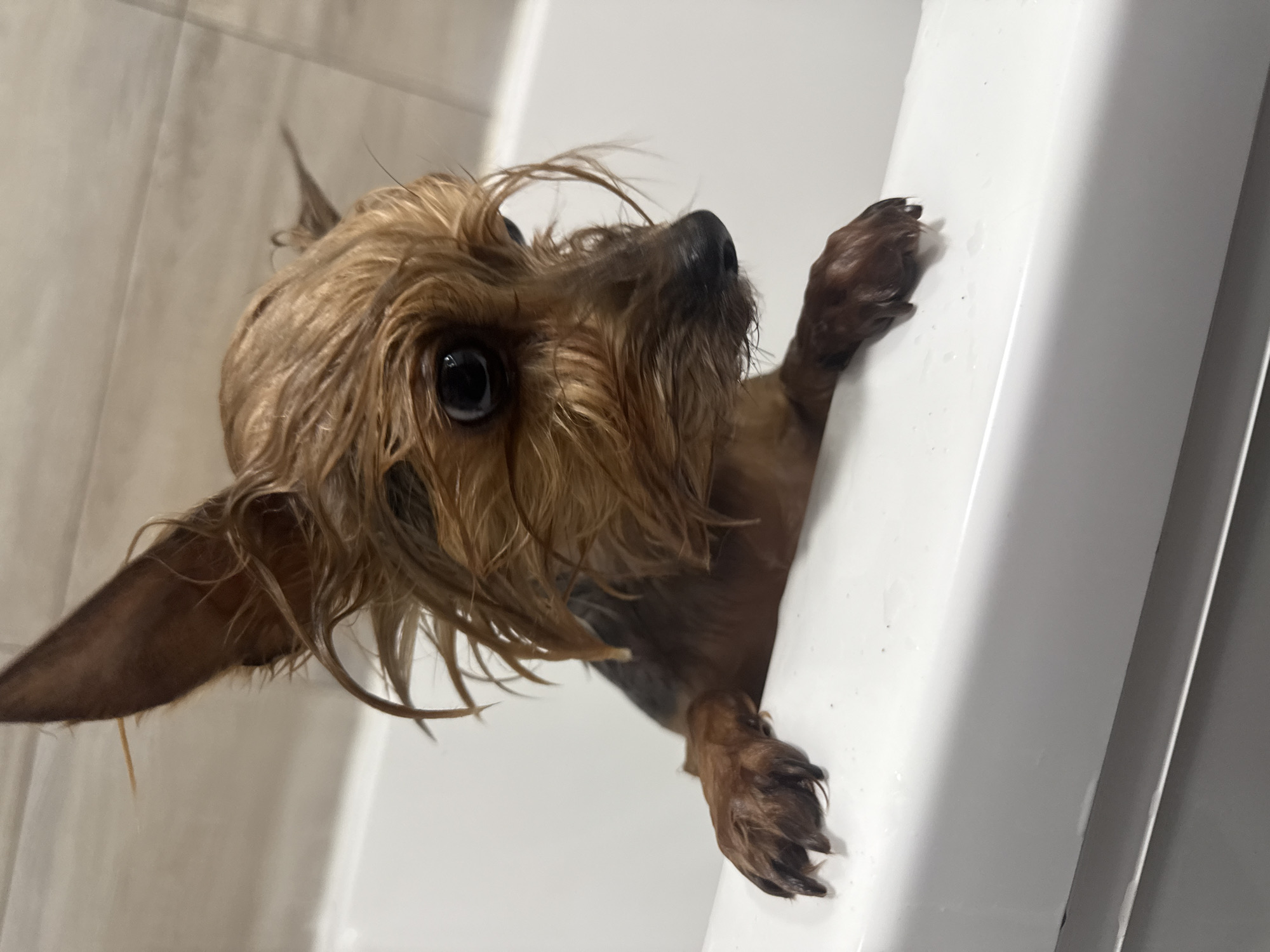 A small, wet, brown Yorkshire terrier with one visible eye is peering over the edge of a white bathtub. The dog's front paws are resting on the side of the tub. The background consists of the white bathtub and tiled walls. The location information provided is not reflected in the image.