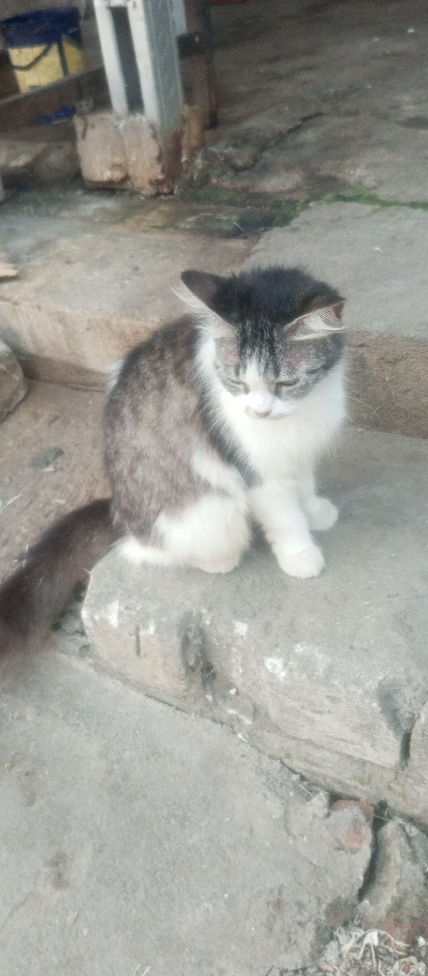 A fluffy cat with black and white fur is sitting on a concrete step in what appears to be an outdoor, urban environment. The cat is looking down with its eyes partially closed, and its ears are perked up. Its tail is long and bushy and appears to be dark brown. The background shows a worn concrete surface with some debris, including what looks like a yellow plastic container in the upper left corner and some loose bricks. The lighting suggests it is daytime. This scene is likely located in Kediri City, Indonesia, given the context provided.