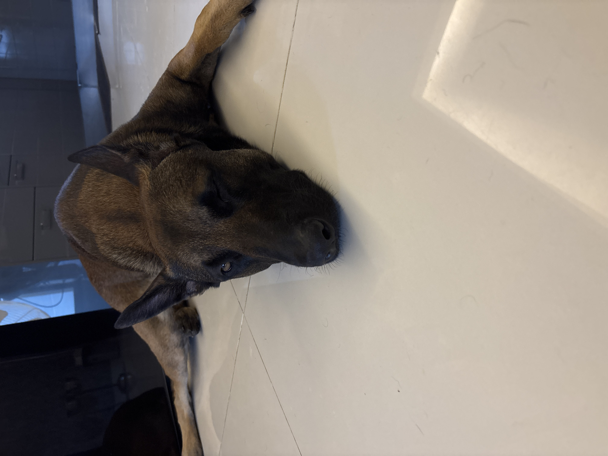 A brown dog lies on a white tile floor. The location is มาบฟักทอง, Thailand.