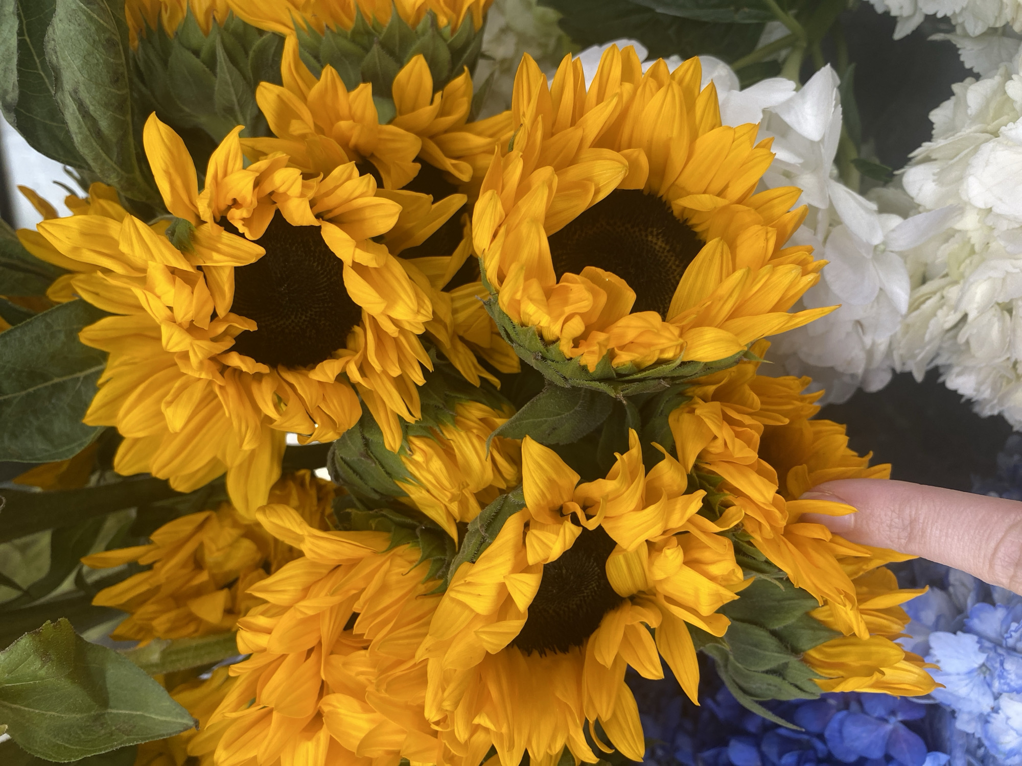 A close-up, overhead shot captures a vibrant bouquet of sunflowers in various stages of bloom. The sunflowers, characterized by their yellow petals and dark brown centers, are clustered together, creating a dense and textured composition. Patches of white and blue flowers are partially visible around the edges of the sunflower arrangement. A single finger extends into the right side of the frame, gently touching the petals of a sunflower. The lighting suggests an indoor environment, with a soft and diffused light source illuminating the flowers. The exact location in Yekaterinburg, Russia, is not identifiable from the visual information provided.