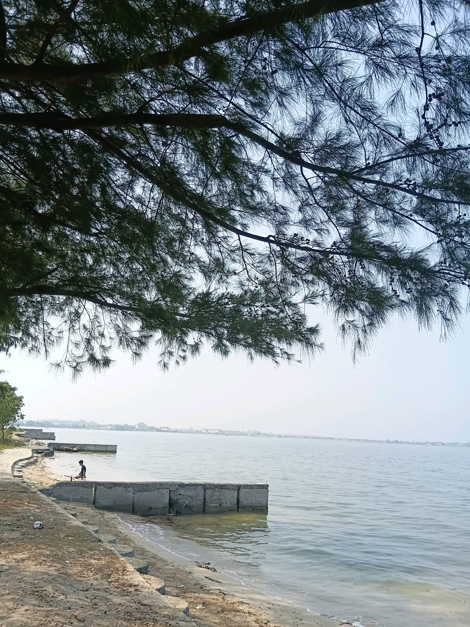 This image captures a serene view of a waterfront in Cikal, Indonesia. In the foreground, a sandy beach curves along the edge of calm, light blue water. Concrete blocks are strategically placed along the shore, forming a partial barrier. A lone individual, appearing to be a young male wearing a dark shirt and shorts, sits on one of these blocks, facing the water and appearing to be engaged in a solitary activity.
Overhead, the branches of a large tree, possibly a pine or a similar conifer, extend into the frame, casting dappled shadows and creating a natural canopy. The needles of the tree are dense and dark green, contrasting with the bright, hazy sky.
In the distance, across the water, a cityscape is faintly visible. Buildings of various sizes, including what appear to be apartment complexes and smaller structures, dot the horizon. The overall atmosphere is peaceful and tranquil, with the gentle lapping of waves and the natural beauty of the tree and water dominating the scene. The day appears to be clear but with a slight haze, common in tropical climates.