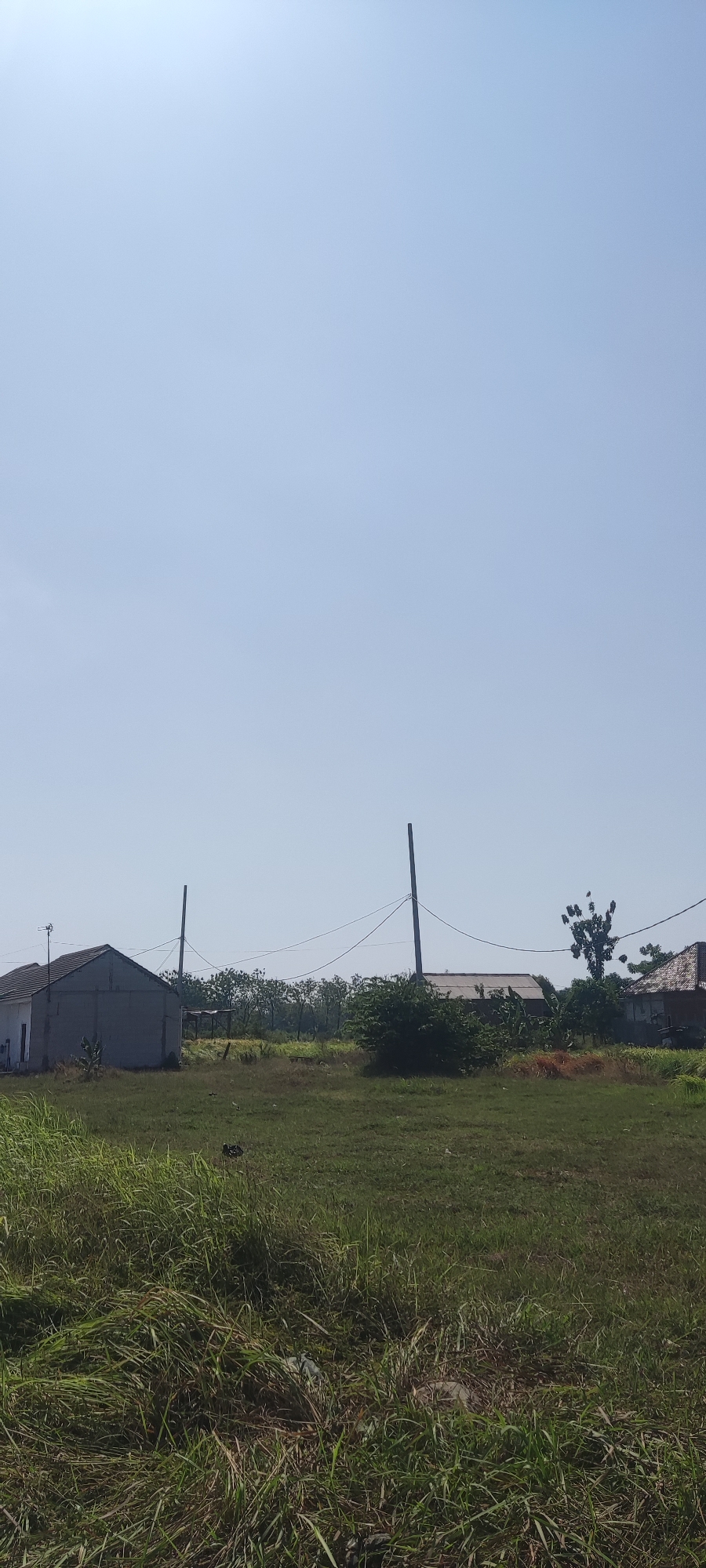The image depicts an outdoor scene with a clear blue sky. In the foreground, tall green grass is visible, some of which is dry and brown. A dirt path runs through the grass. In the middle ground, there are several buildings and structures. To the left, a white building with a grey roof and a small window is present. Two tall wooden poles with wires strung between them stand in the field. A smaller, open-sided structure with a corrugated roof is situated behind the white building. A dense patch of green bushes and trees is located to the right of these structures, and a tall, spindly tree with dark foliage grows behind it. Further to the right, another building with a tiled roof is partially visible. The background consists of a line of trees. The scene appears to be in a rural or semi-rural area. The specific location in the city of Gebang, Indonesia, is noted.