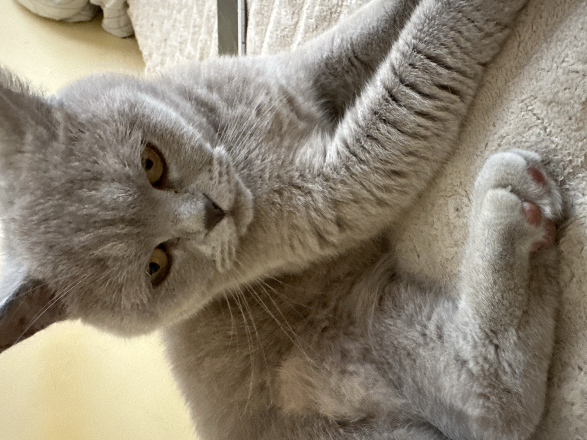 This is a close-up, eye-level, portrait photograph of a grey British Shorthair cat resting on a beige, textured surface. The cat is facing slightly to the left of the camera, with its head tilted down and its gaze directed forward. Its fur is short and dense, with a muted grey coloration. The cat's eyes are a striking yellow-green color and appear to be slightly narrowed. Its paws are visible in the foreground, with pink toe beans showing. The background is softly blurred and appears to be an indoor setting with a plain yellow wall to the left and a hint of a white, textured surface to the right. The overall impression is one of quiet relaxation. There is no discernible location in the city of Ternopil, Ukraine.