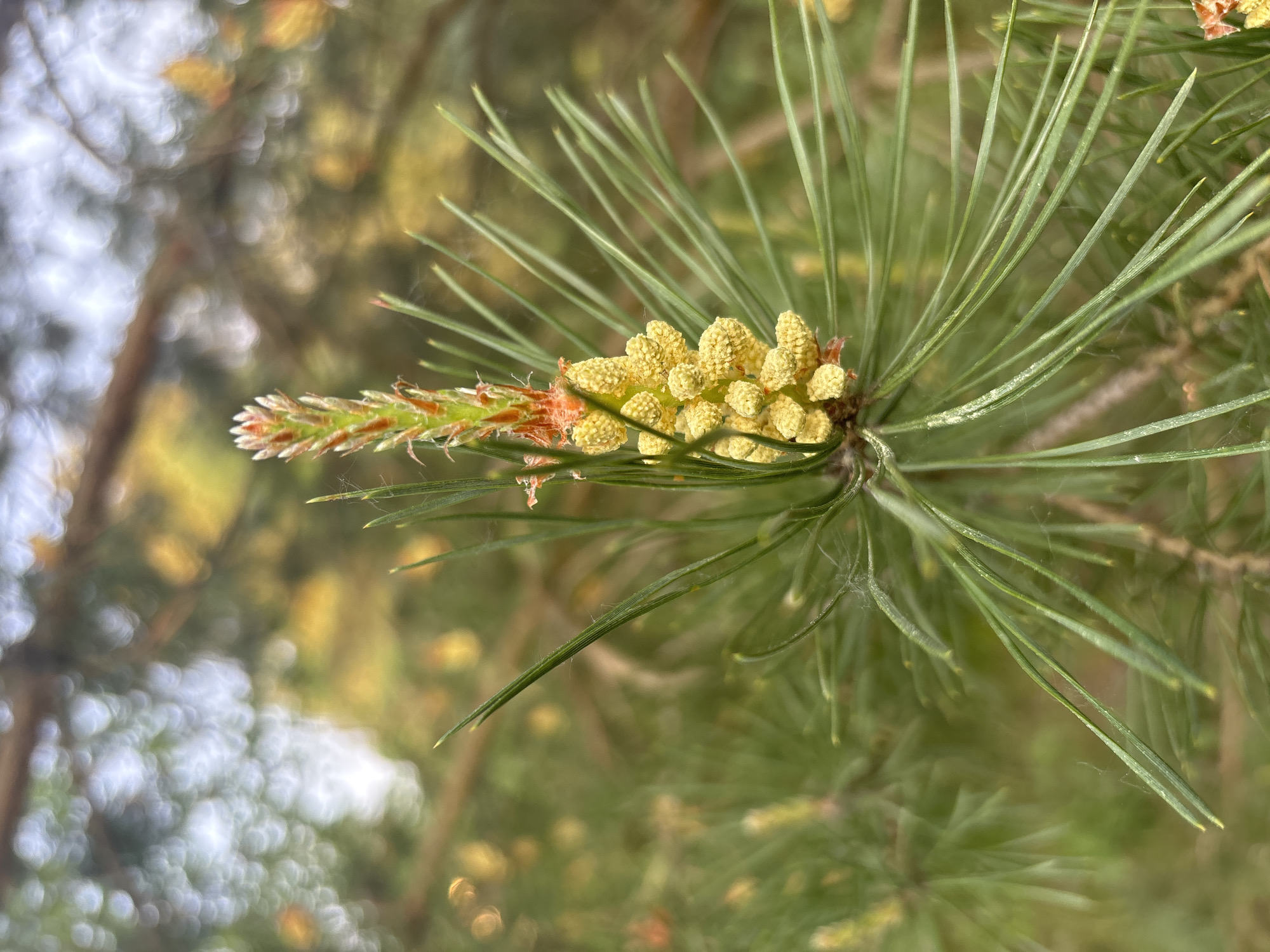 The image shows a close-up of a pine branch in the city of Chaikovsky, Russia. The branch features long, green needles and a cluster of yellow male cones, with a new stem growing out from the base of cones. Background is blurry.