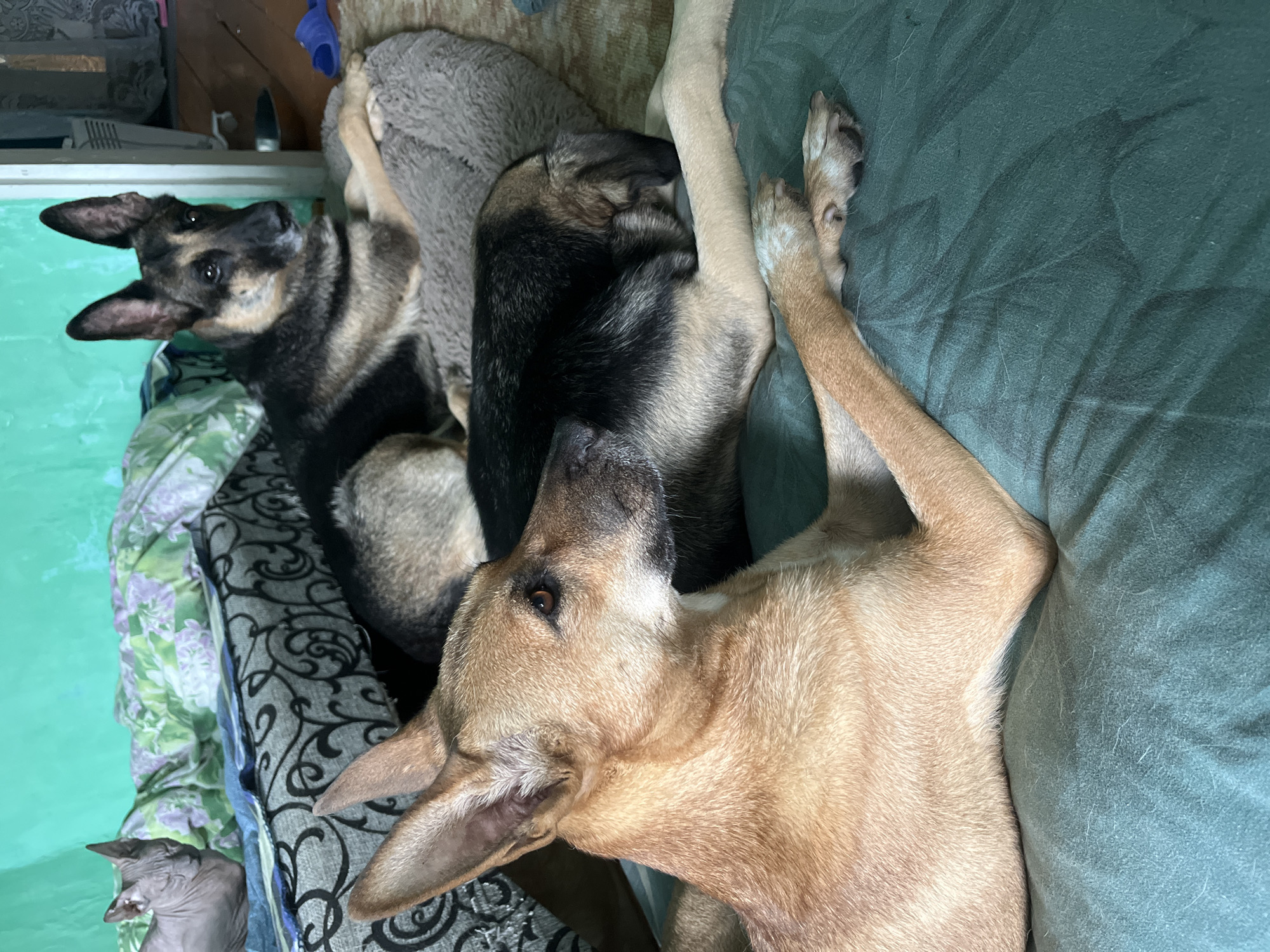 In a domestic indoor setting, potentially a bedroom, three animals are visible. A light brown dog with pointed ears lies in the foreground, its body mostly off-camera to the right. Behind it, a German Shepherd is lying down on a grey dog bed, its head turned to the left. In the background, a Sphynx cat with folded ears is resting on a green and white floral patterned blanket. The overall impression is one of animals resting together. The image is not specific enough to determine the location within Nizhny Tagil, Russia, beyond it being an indoor domestic space.