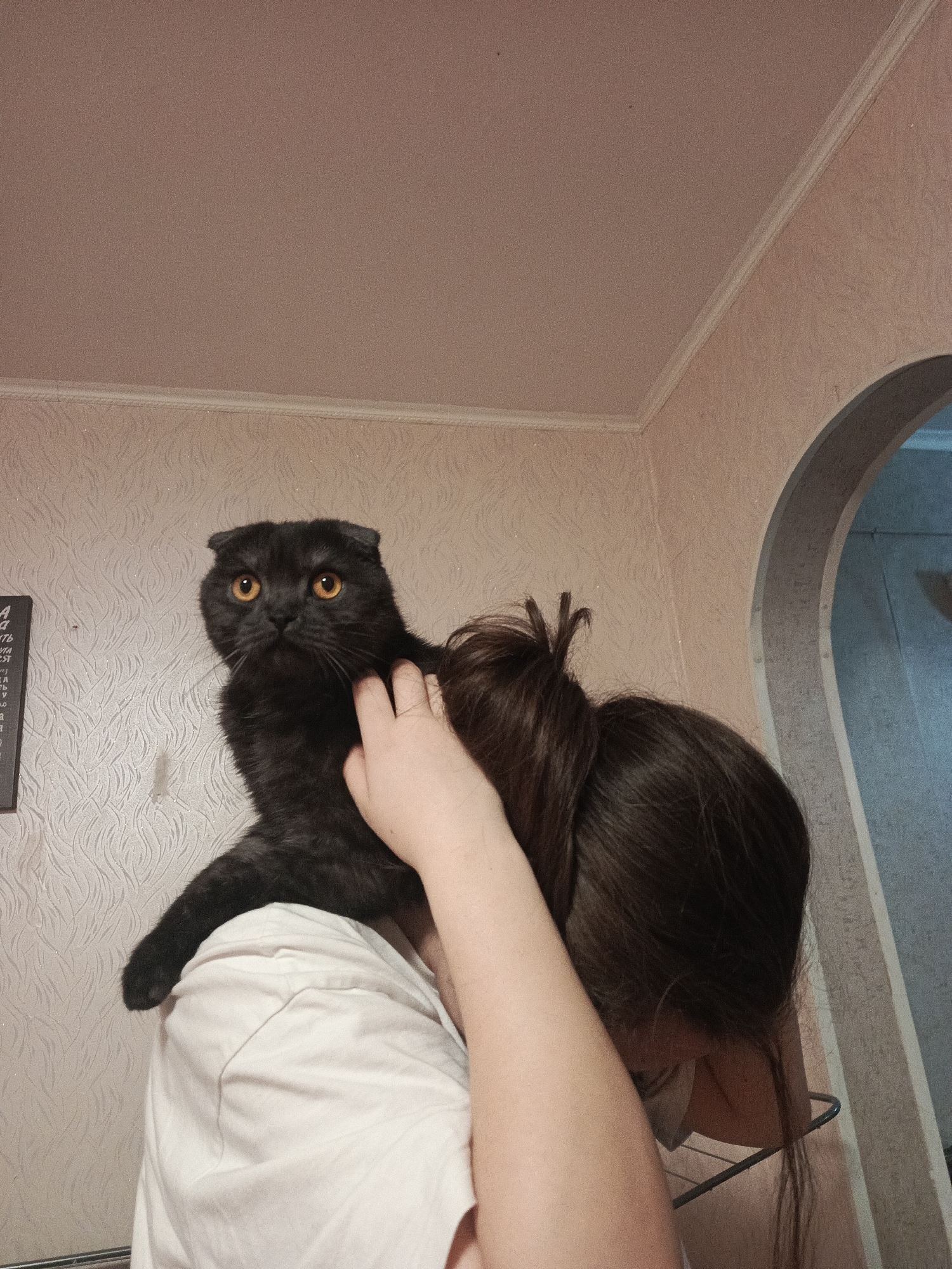 A dark gray Scottish Fold cat with yellow eyes sits on the shoulder of a person with dark brown hair tied in a bun. The person is wearing a white t-shirt and has a hand touching the cat. The background shows an interior wall with a patterned wallpaper and a doorway. A piece of furniture or a calendar is partially visible on the left. The location is implied to be Chaikovsky, Russia.