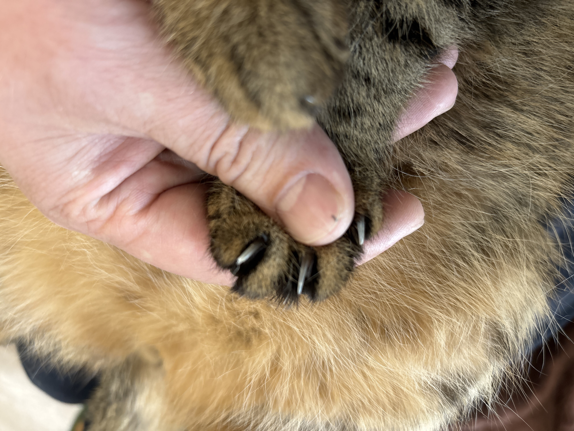 A person's hand is holding a cat's paw, displaying its extended claws. The cat has brown and black fur, and the claws are sharp and white. The hand appears to be holding the cat's paw for inspection or grooming purposes. The background shows the cat's body fur, varying in shades of brown and tan. The image doesn't provide information about the location or any context relating to Izhevsk, Russia.