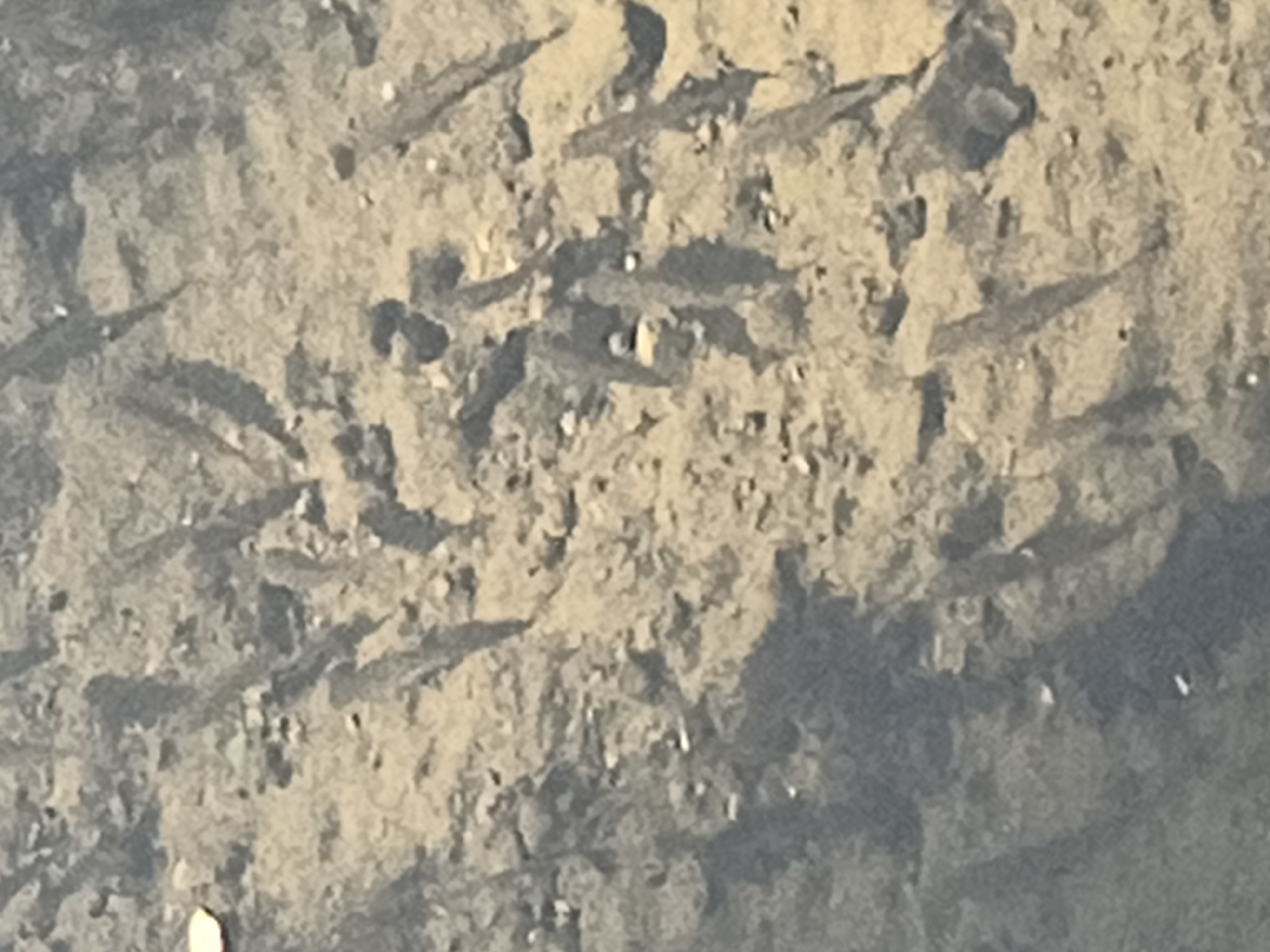 The image shows a close-up, slightly blurred view of a sandy or muddy surface with numerous elongated, dark shapes that appear to be tire tracks. These tracks are imprinted into the ground, suggesting recent passage of a vehicle. The surface is textured with small stones and variations in color, indicative of an outdoor, possibly natural or unpaved, environment. The lighting suggests it is daytime, with shadows contributing to the definition of the tracks. The scene is devoid of any identifiable landmarks or specific features that would pinpoint a location within Tczew, Poland. It is a general depiction of a surface marked by vehicle tires.