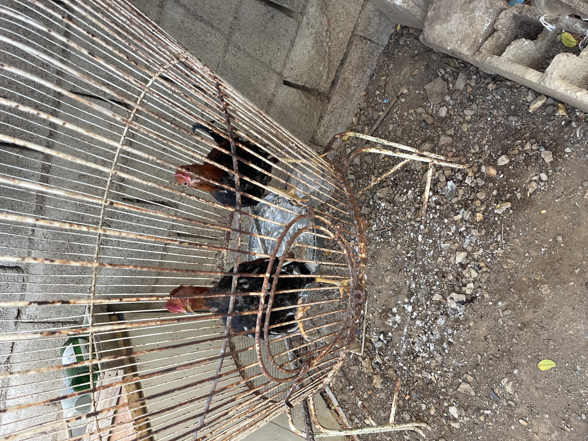 The image depicts a cylindrical, rusty wire cage containing two chickens. The cage is located outdoors in what appears to be a backyard or similar space near a concrete block wall. The ground is dirt and gravel. Inside the cage, there is a green and white water feeder. The location is Juan Griego, Venezuela.