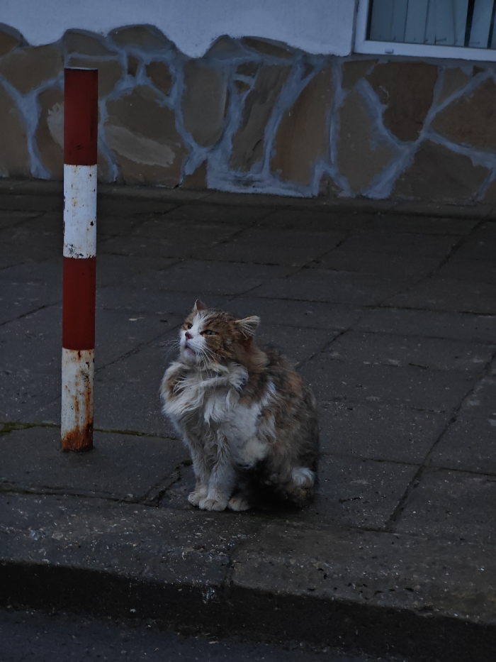 A medium-haired domestic cat, predominantly white, brown, and tan with a scruffy appearance, sits on a dark grey paved surface in the city of Shumen, Bulgaria. The cat is positioned in the lower center-right of the frame, facing slightly right, with its head tilted upwards and to the left, gazing beyond the camera's view. To the left of the cat, a vertical metal post stands, painted in alternating, faded sections of white and rusty red-brown. The post shows signs of corrosion, particularly at its base. The paved surface extends into the midground, meeting a dark concrete curb in the foreground. In the background, a building wall features a lower section composed of irregular, light brown stone or concrete blocks with prominent white mortar lines, topped by a plain light-colored wall. A dark window with vertical elements is partially visible in the upper right background. The scene is dimly lit, suggesting low light conditions. No other subjects or interactions are present.