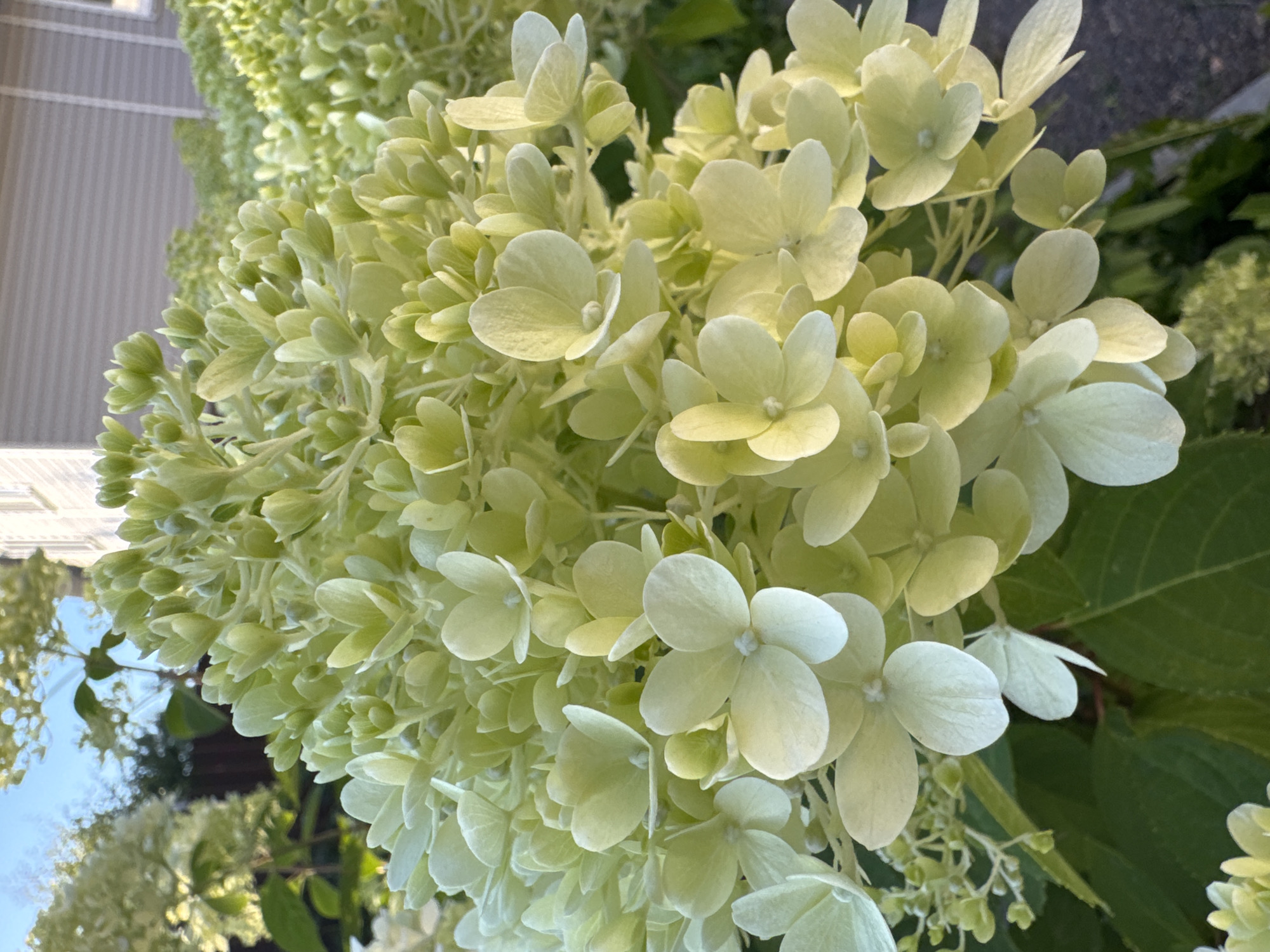 A close-up, low-angle, outdoor shot showcases a cluster of pale green hydrangea flowers and buds. The inflorescence is dense, with many delicate petals arranged in a cone-like shape. The lighting suggests a late afternoon or early morning sun, casting a soft glow on the flowers. In the background, out of focus, are hints of greenery, a dark wooden fence, and a building with horizontal siding. The image is devoid of people or any discernible action. The setting appears to be a residential garden. No specific location in Steklyannyi, Russia can be identified from the visual information provided.