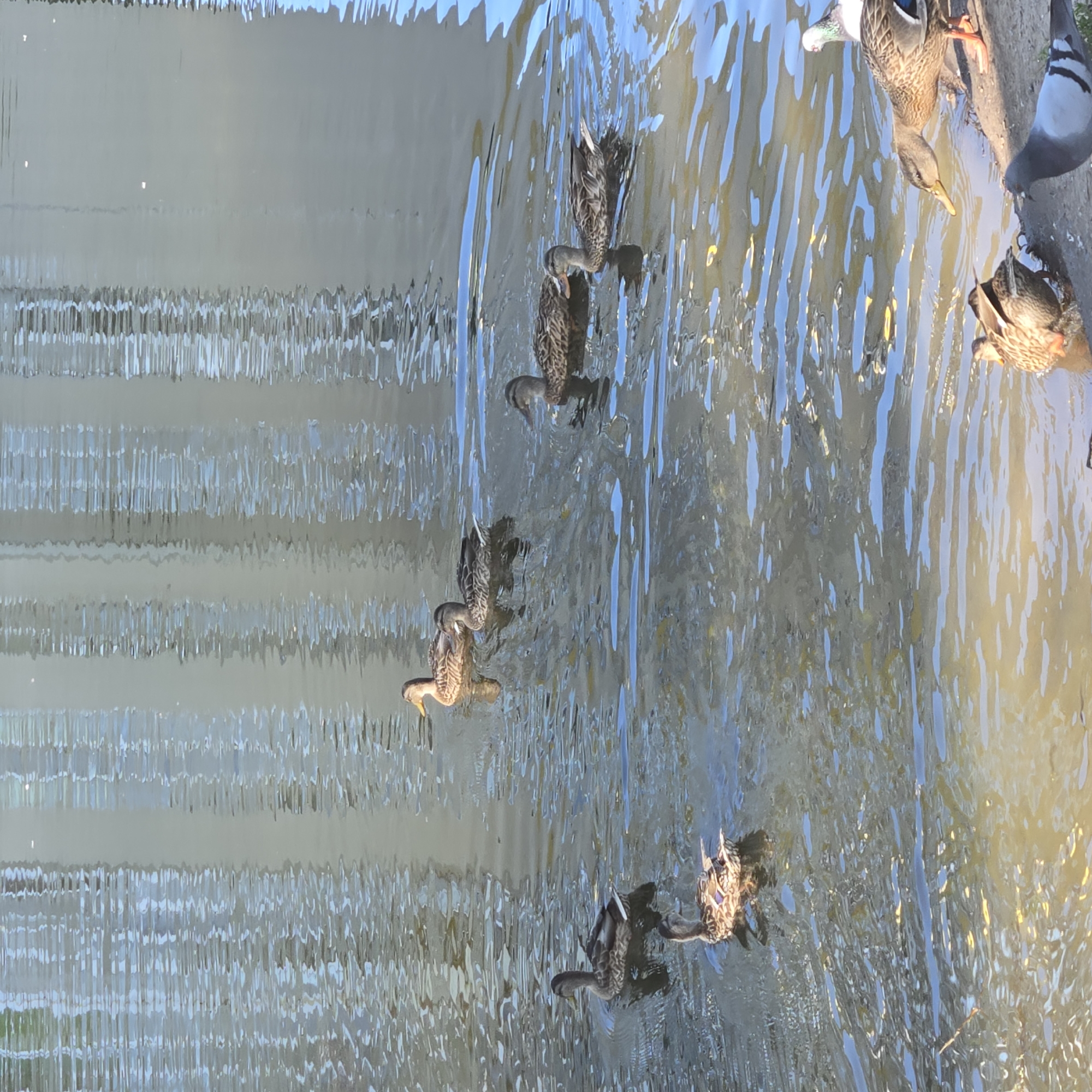 The image depicts a body of water, likely a pond or canal, with several ducks swimming in it. One duck is near the edge, interacting with two pigeons on the bank. The water reflects the sky and a building with vertical elements. The scene is set outdoors in daylight, with the water's surface rippling and catching the sunlight. The presence of ducks and pigeons suggests an urban park or natural area within a city. The reference to Vladimir, Russia, places this scene in a specific geographical context, though the image itself does not provide visual cues to confirm this location.